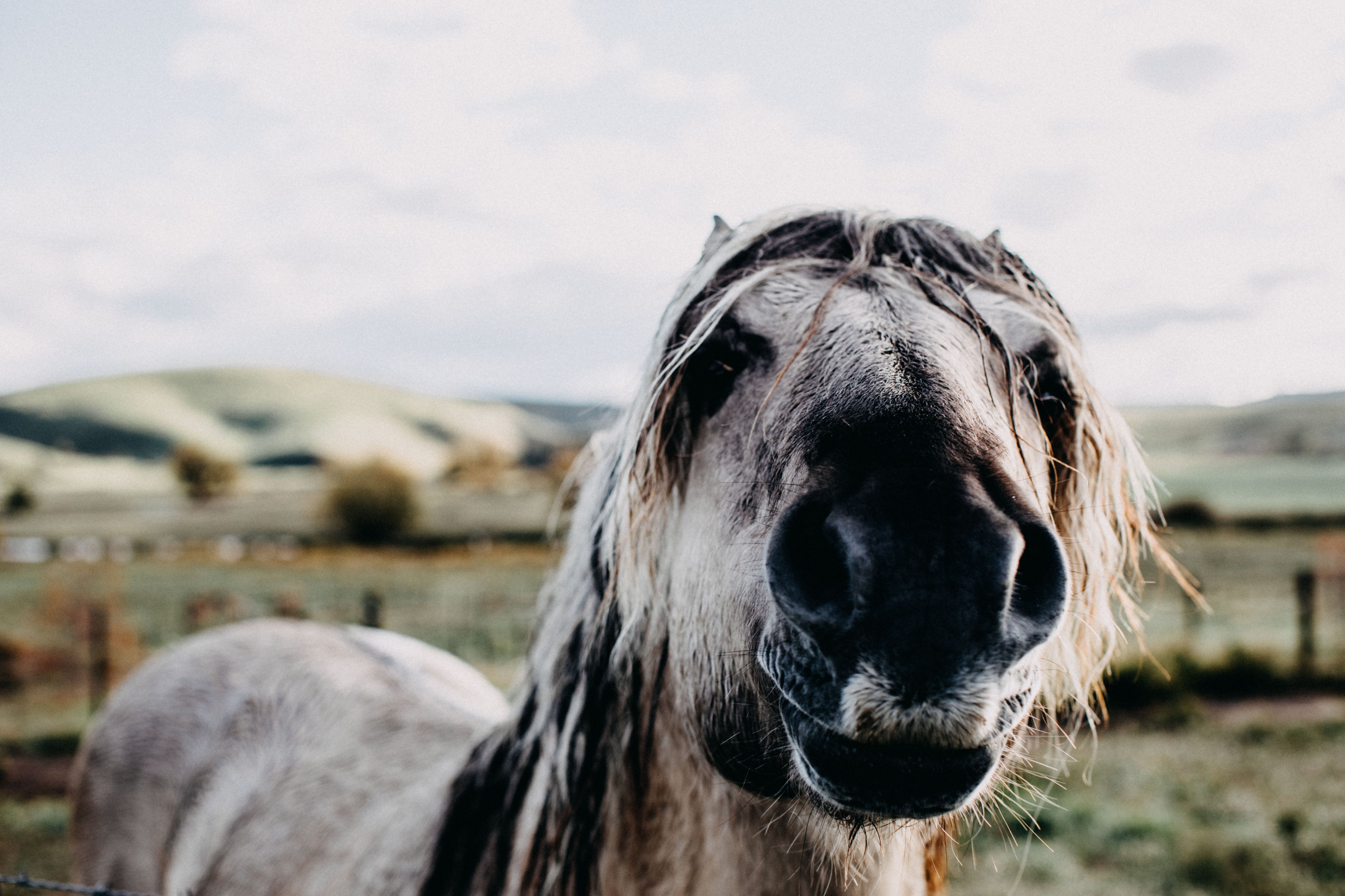 Walter the Horse II Photographic Print