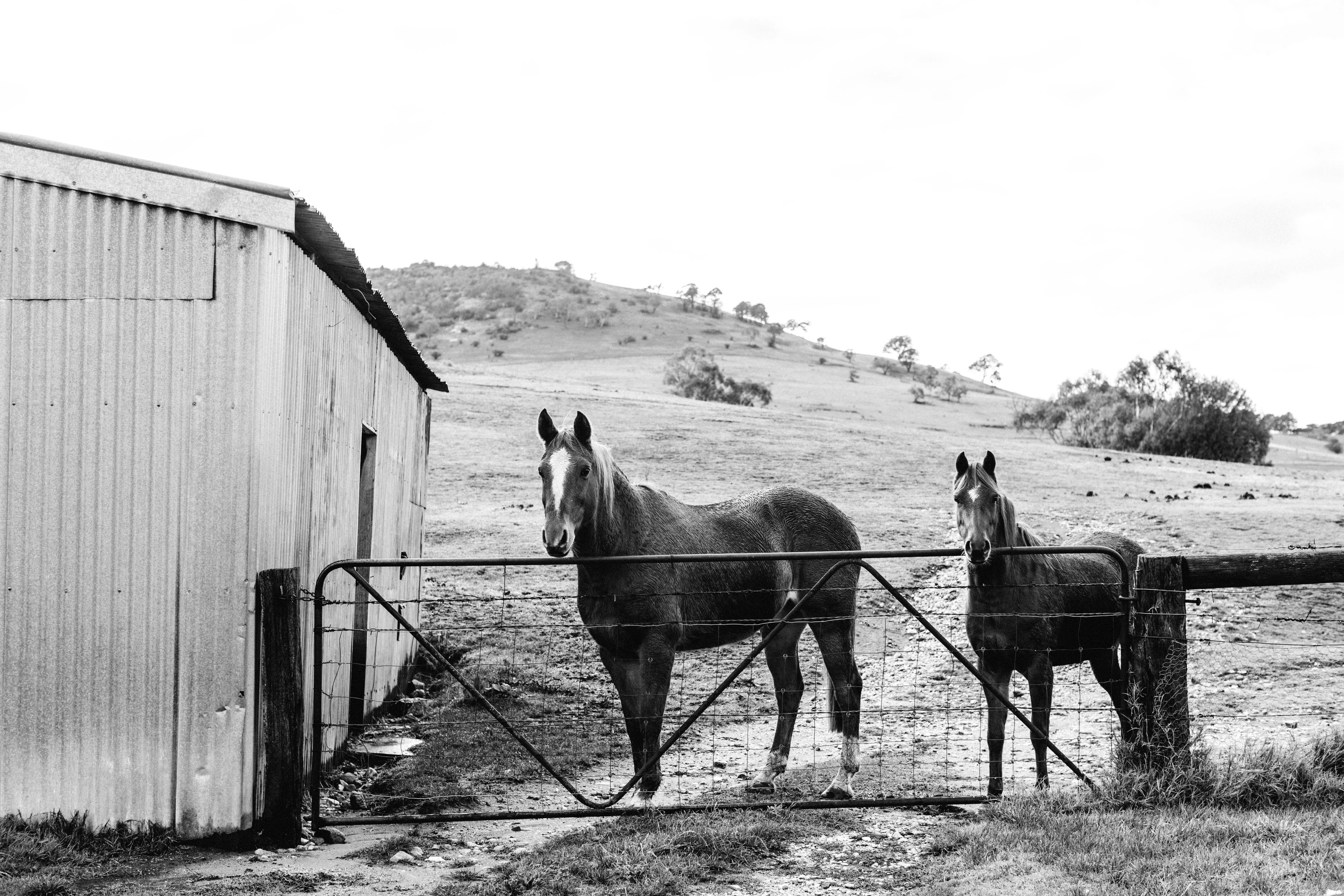 Alice + Eve Horses B+W Photographic Print