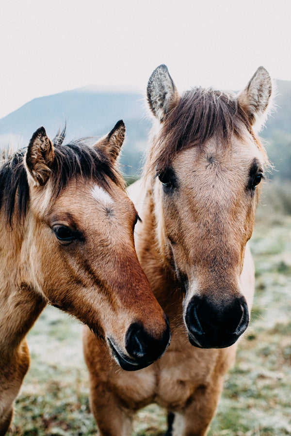 Mother and Foal Photographic Print