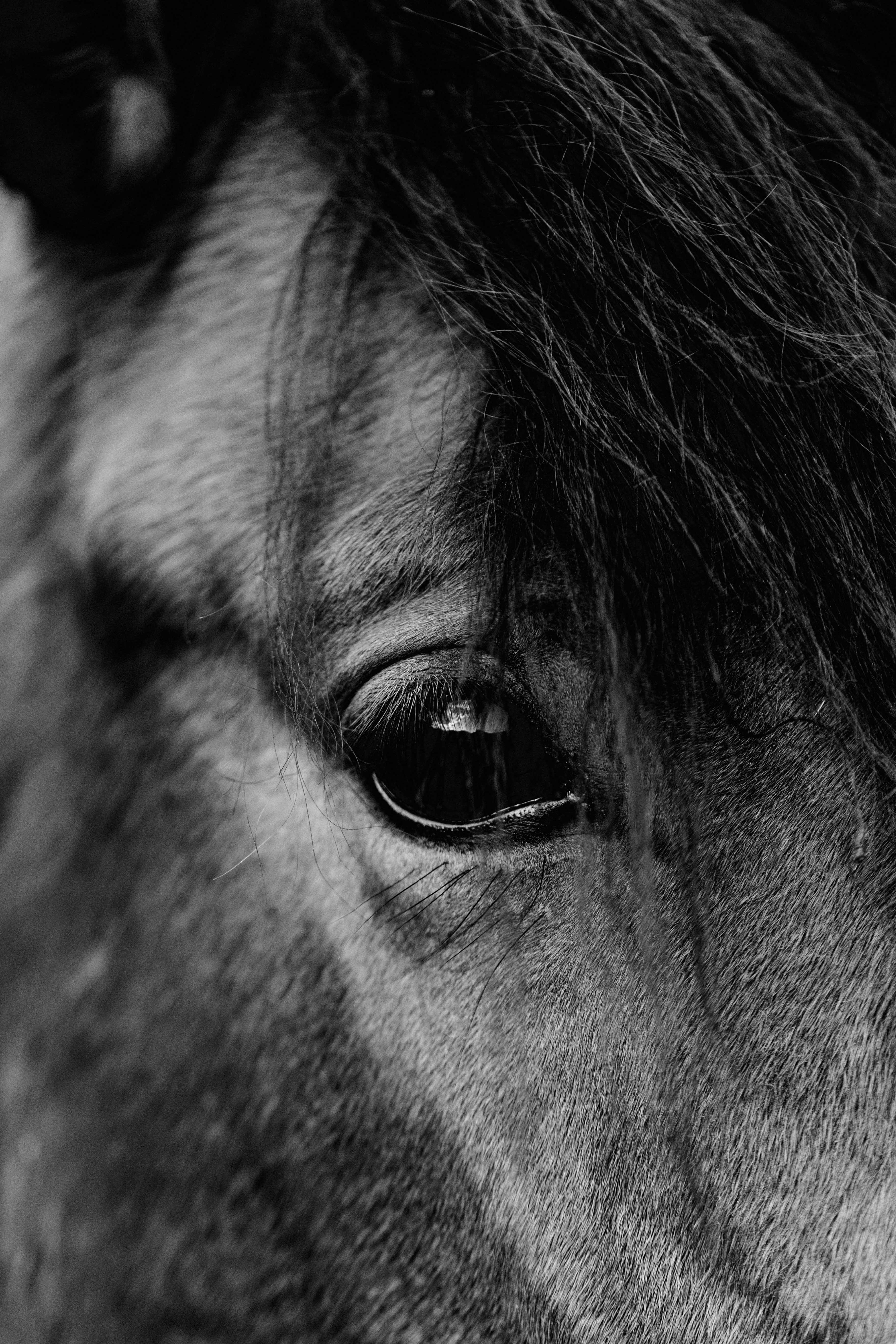 Stanley the Horse III B+W Photographic Print