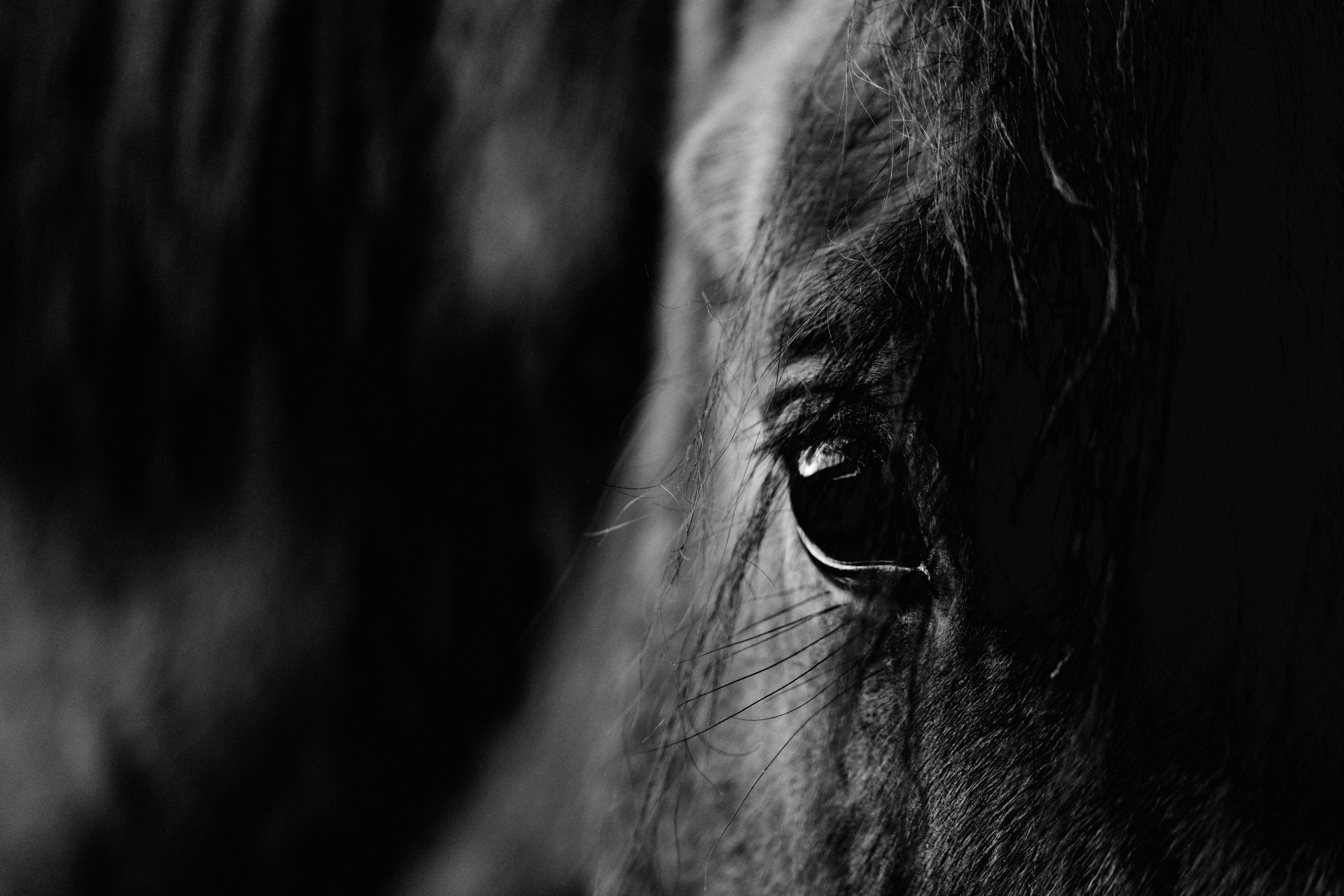 Stanley the Horse IV B+W Photographic Print