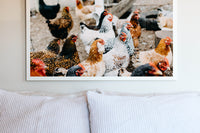 A Brood of Hens I Photographic Print