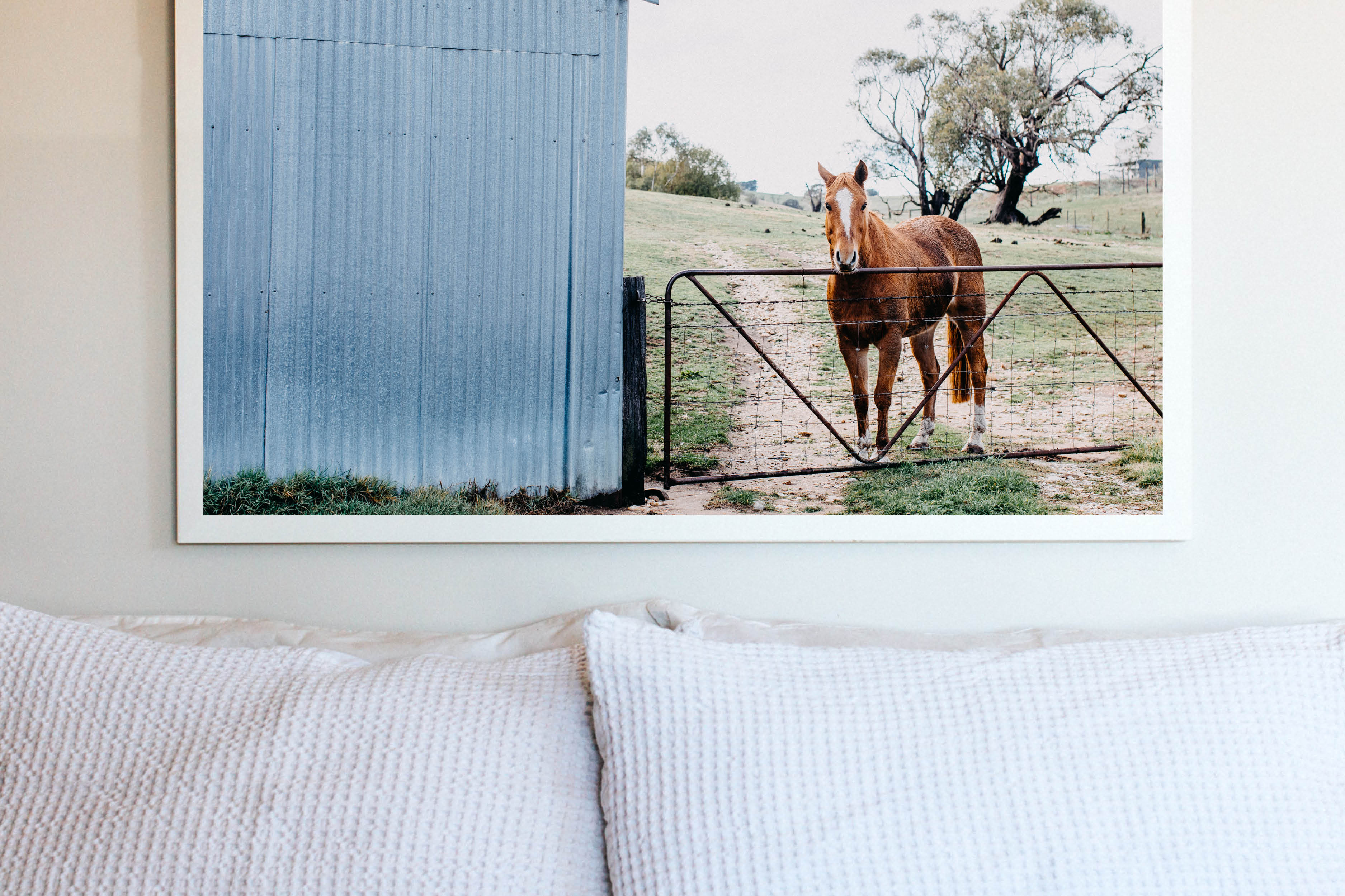 Alice the Horse Photographic Print