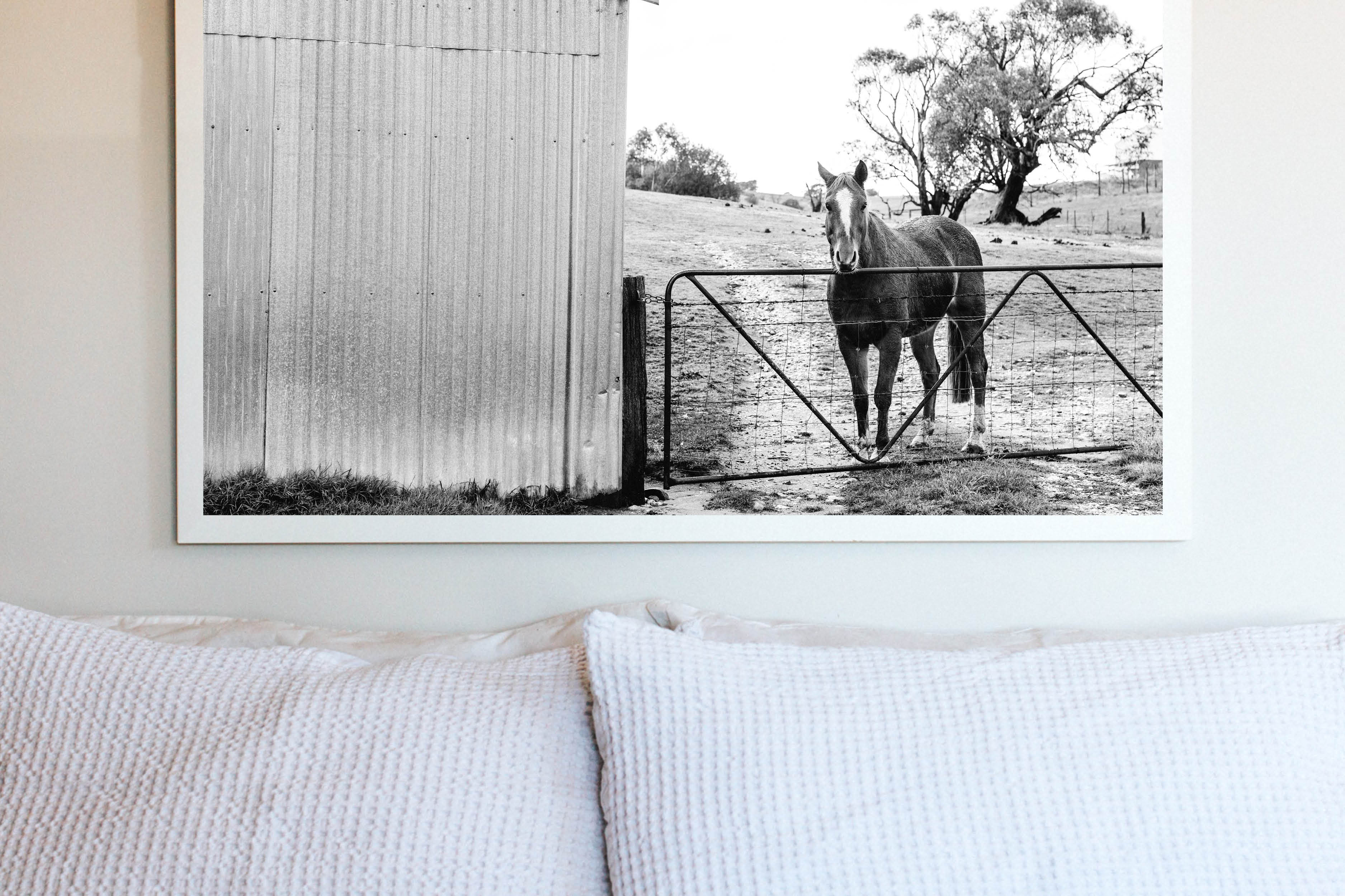 Alice the Horse B+W Photographic Print
