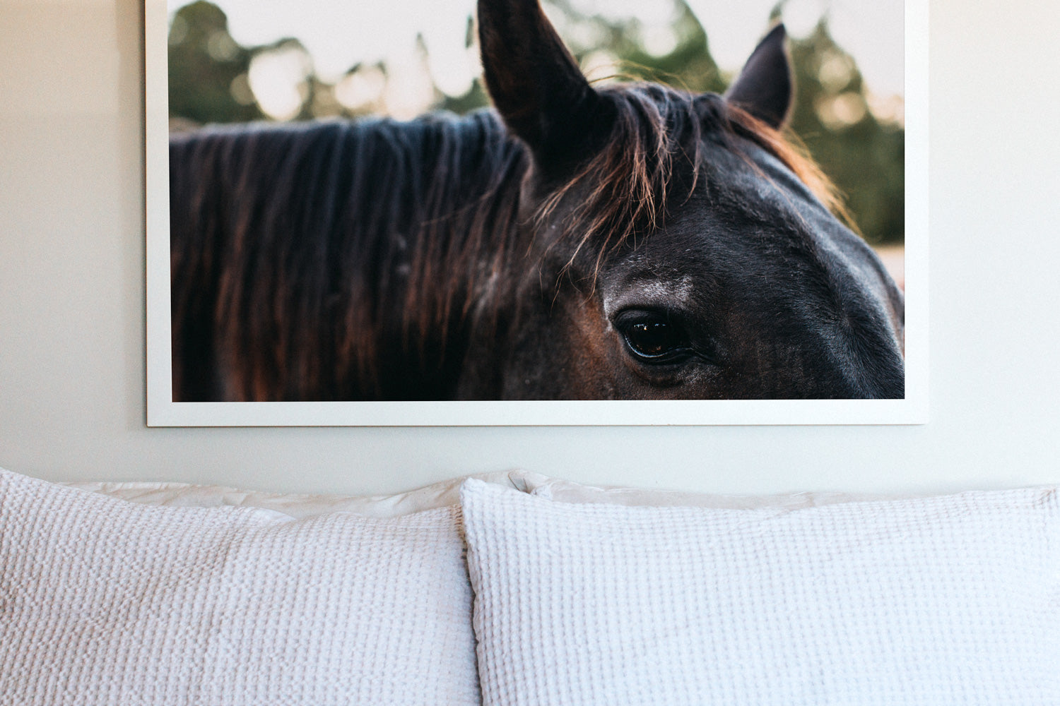 Bernard the Black Horse III Photographic Print - Emily O'Brien