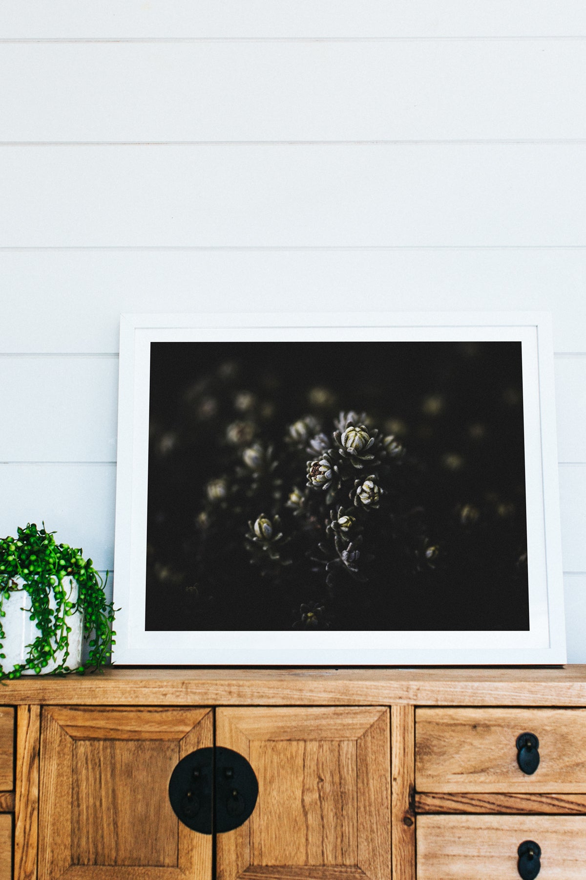 Botanical Mountain Succulent Photographic Print - Emily O'Brien
