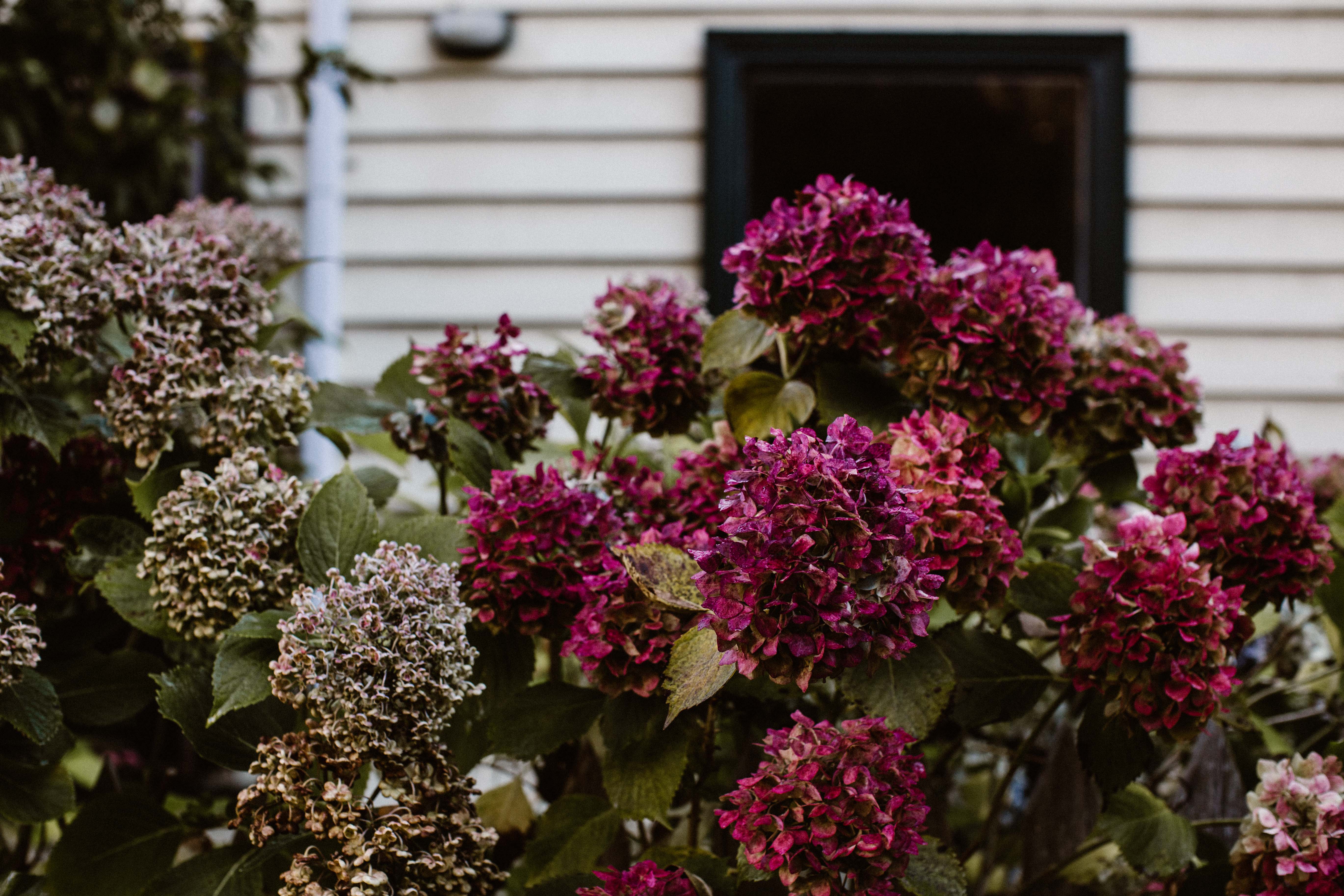 Country Hydrangeas II Photographic Print