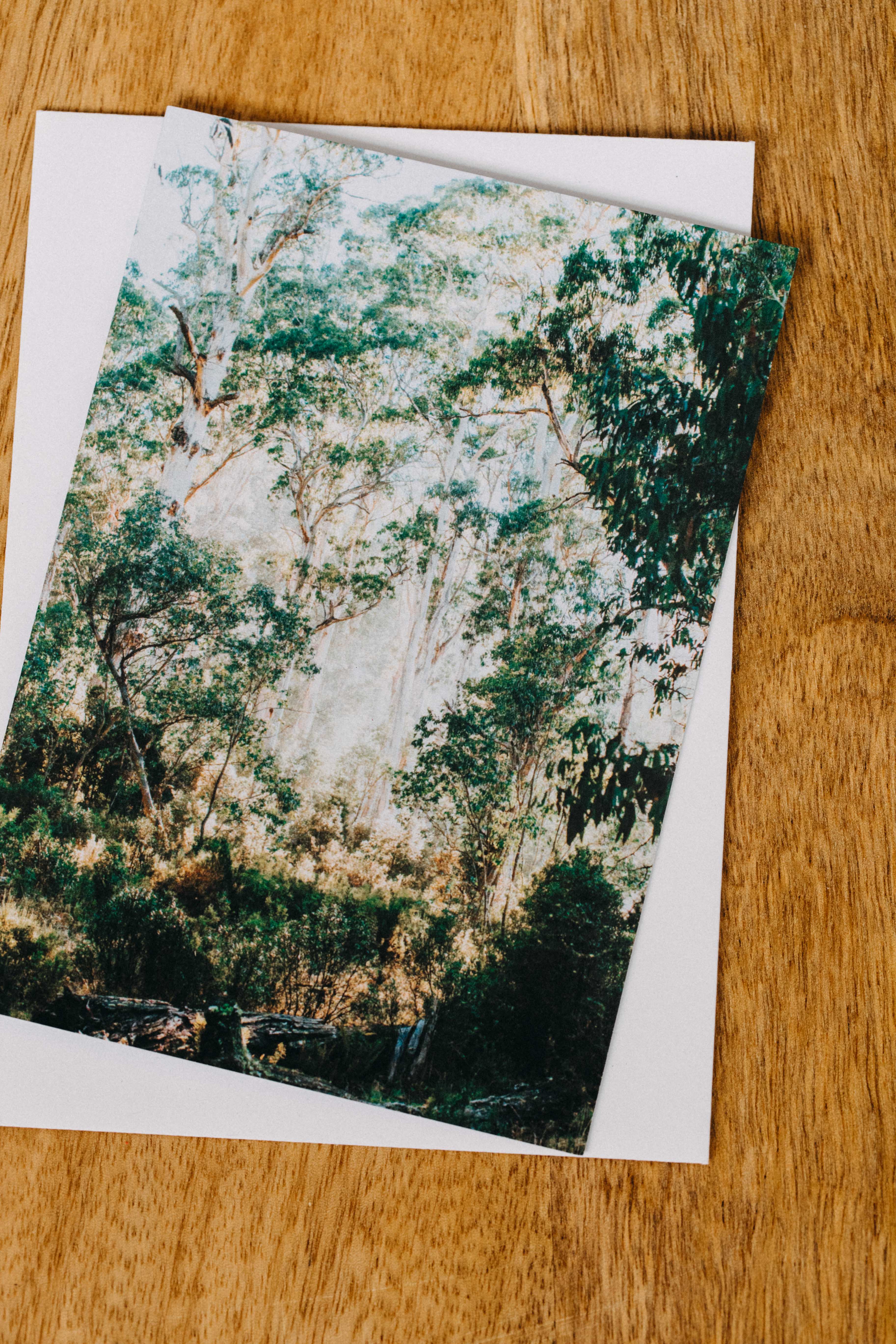 Highland Gumtree Morning Light Greeting Card - Emily O'Brien