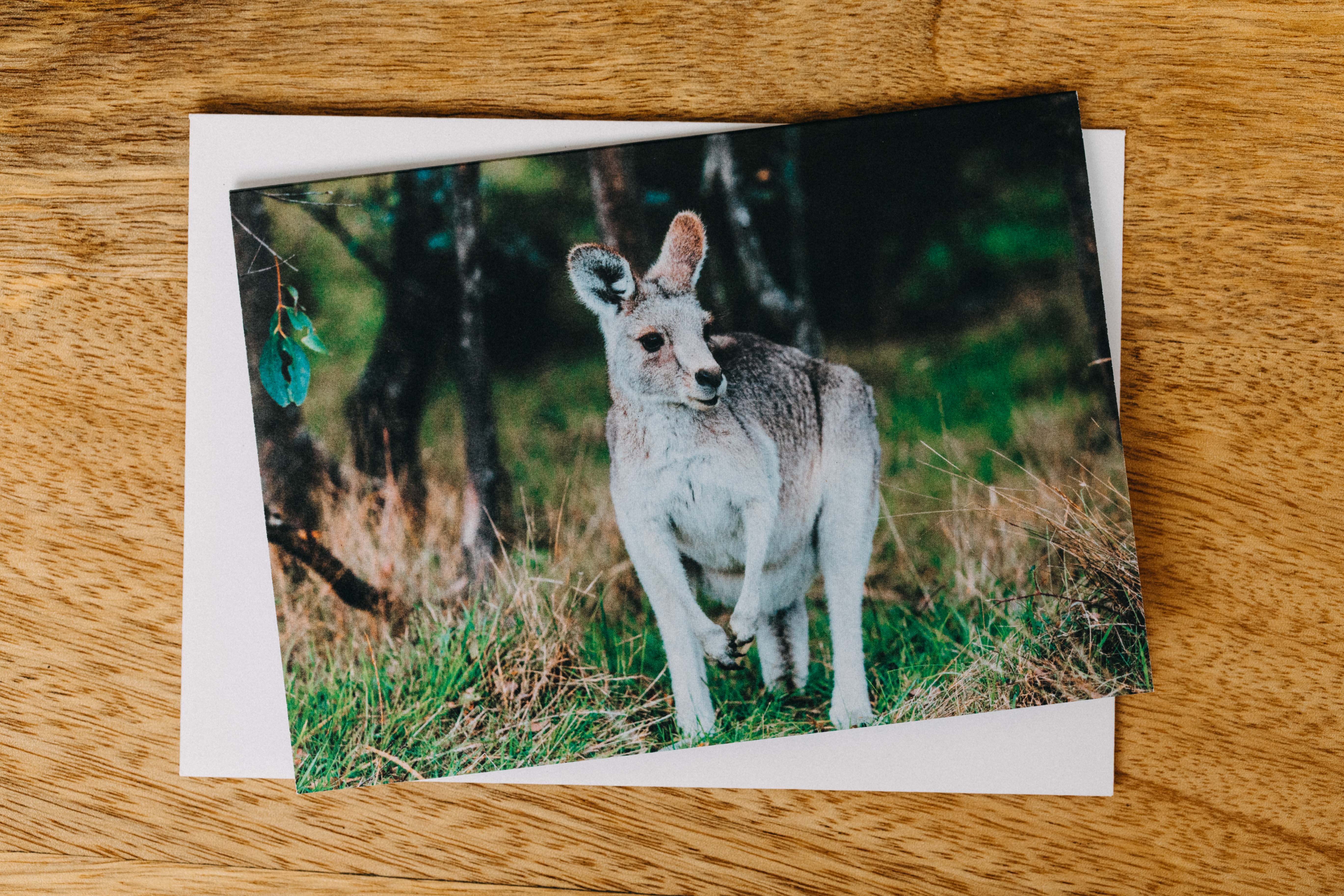 Highland Wild Roo Greeting Card - Emily O'Brien