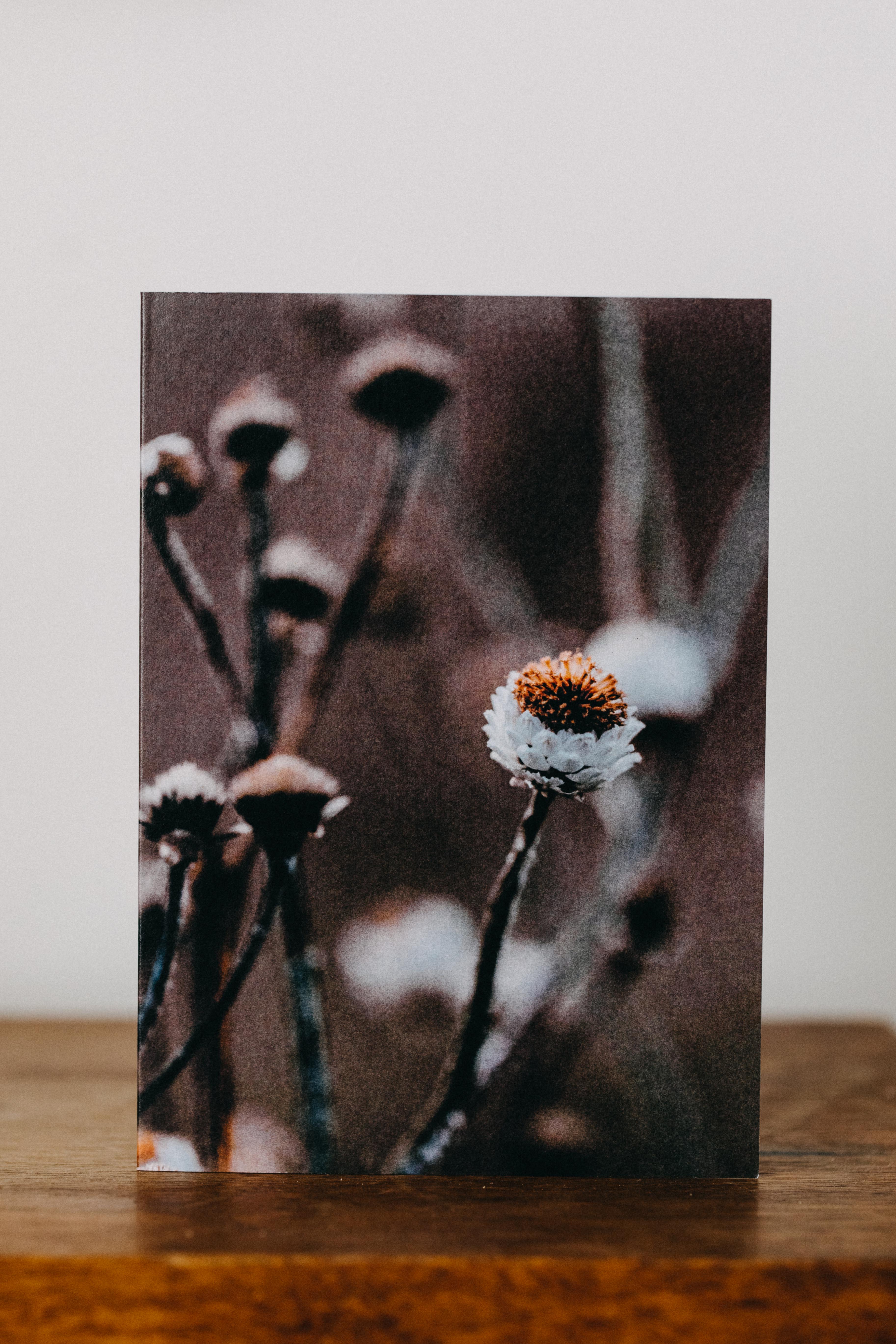 Wild Daisy Greeting Card