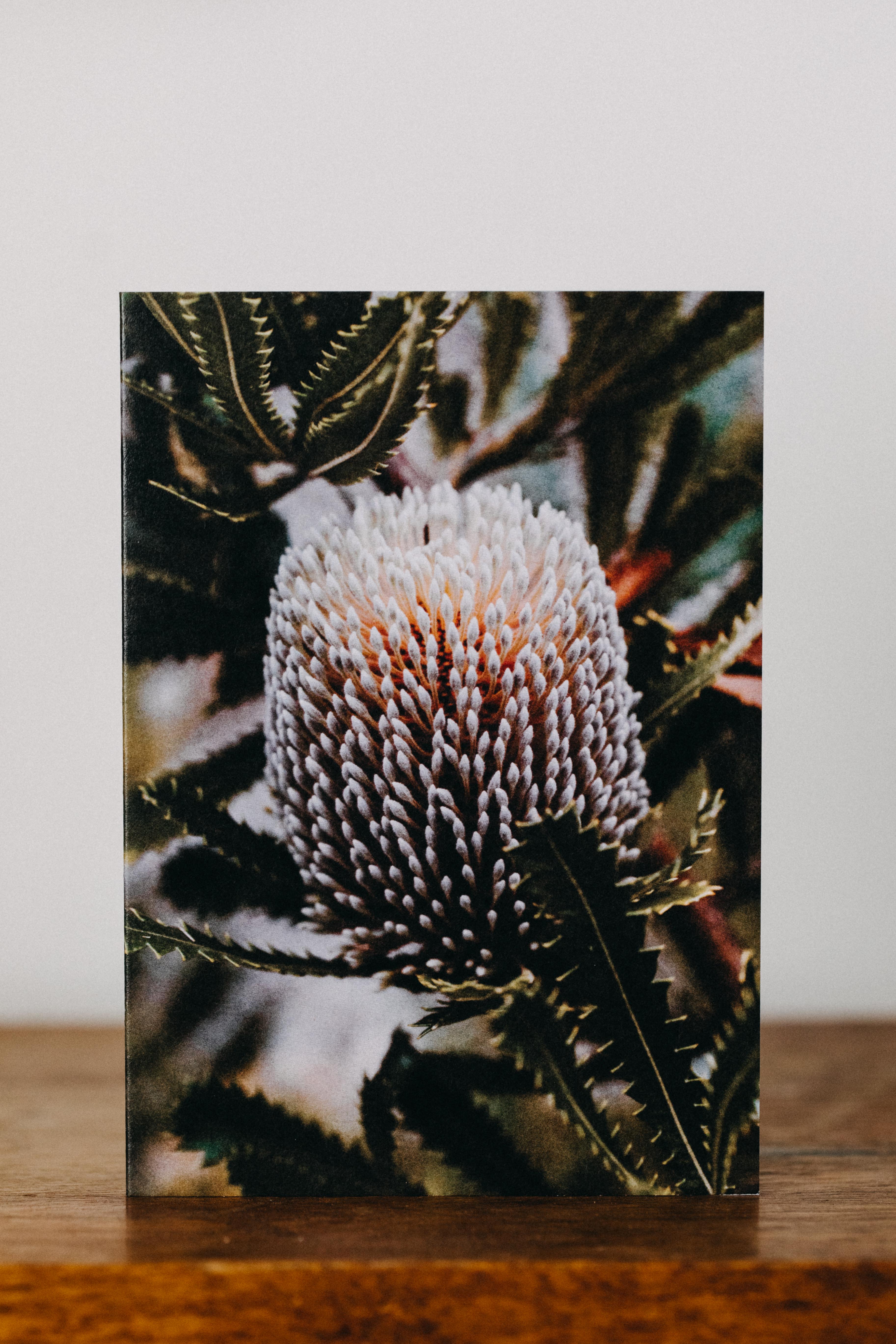 Australian Banksia Greeting Card - Emily O'Brien