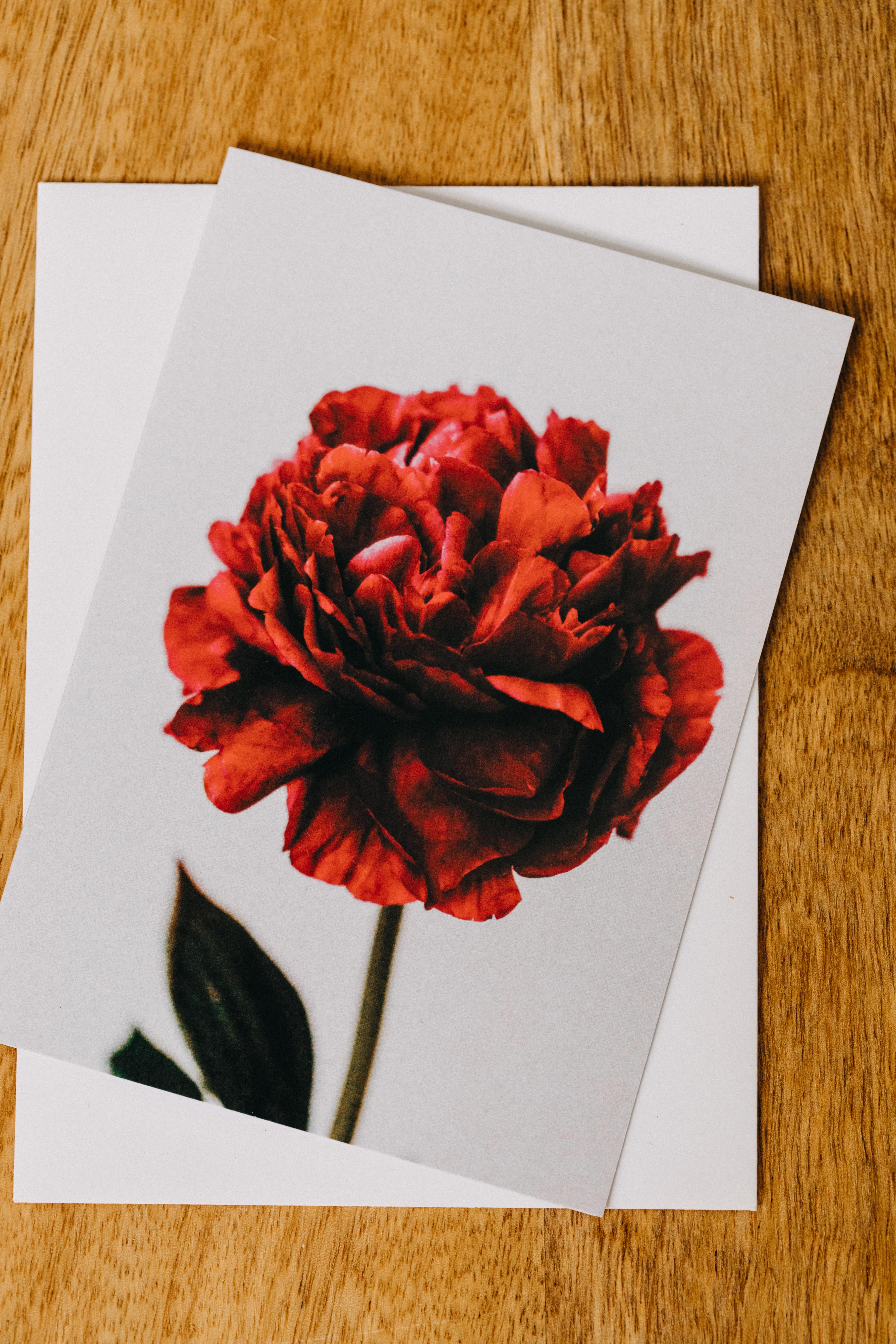 Peony Red Greeting Card - Emily O'Brien