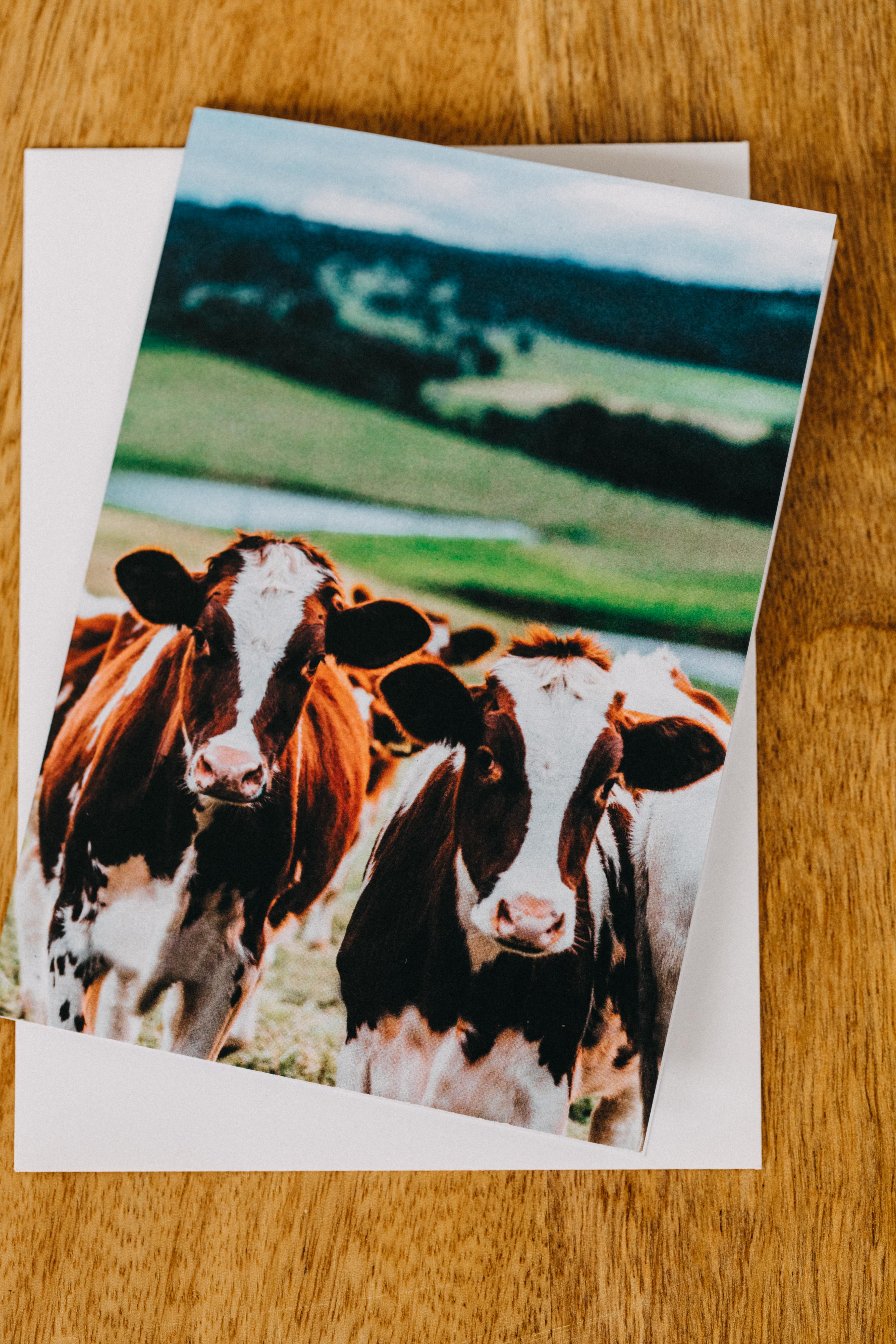 Betty + Beatrice Cow Greeting Card - Emily O'Brien