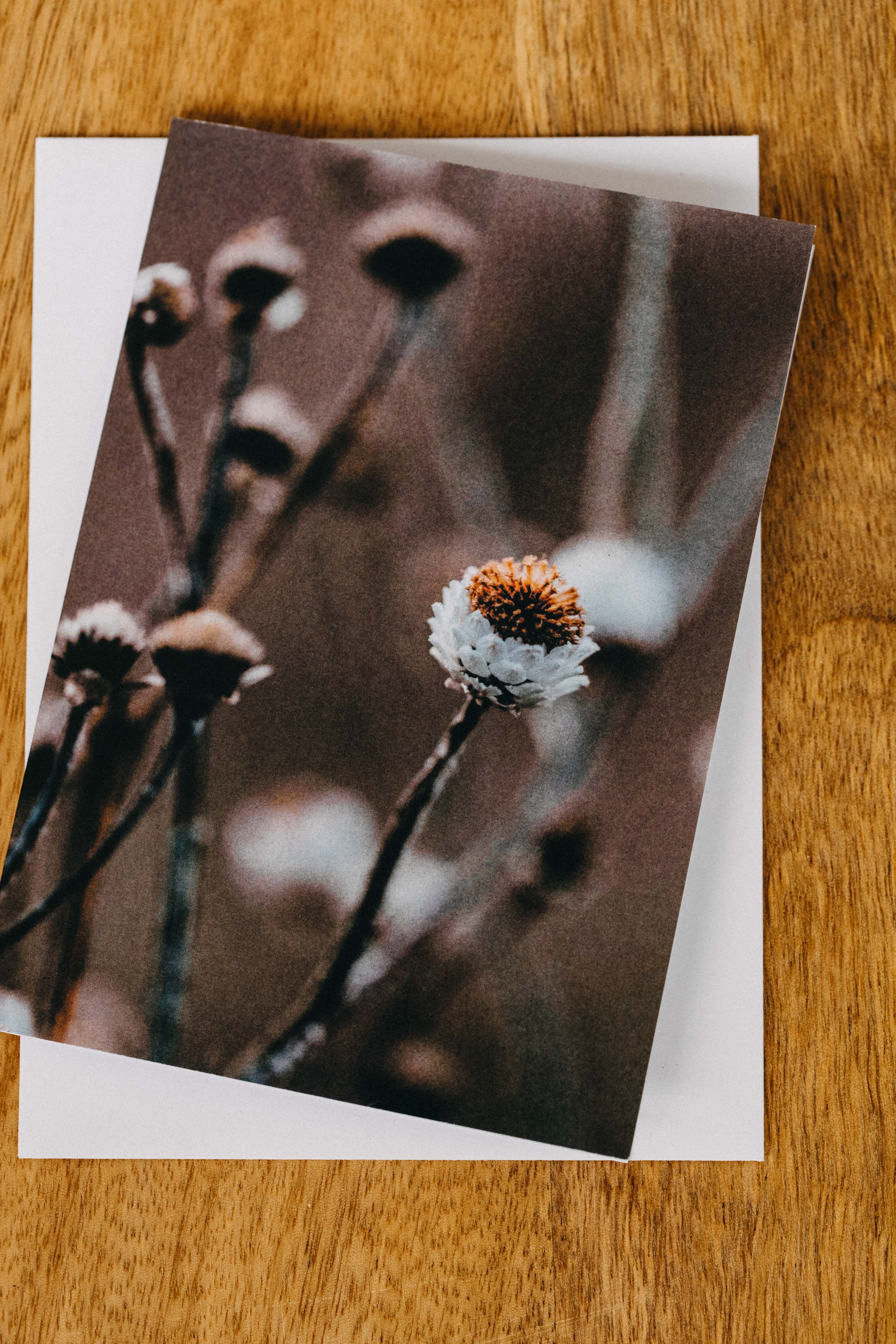 Wild Daisy Greeting Card
