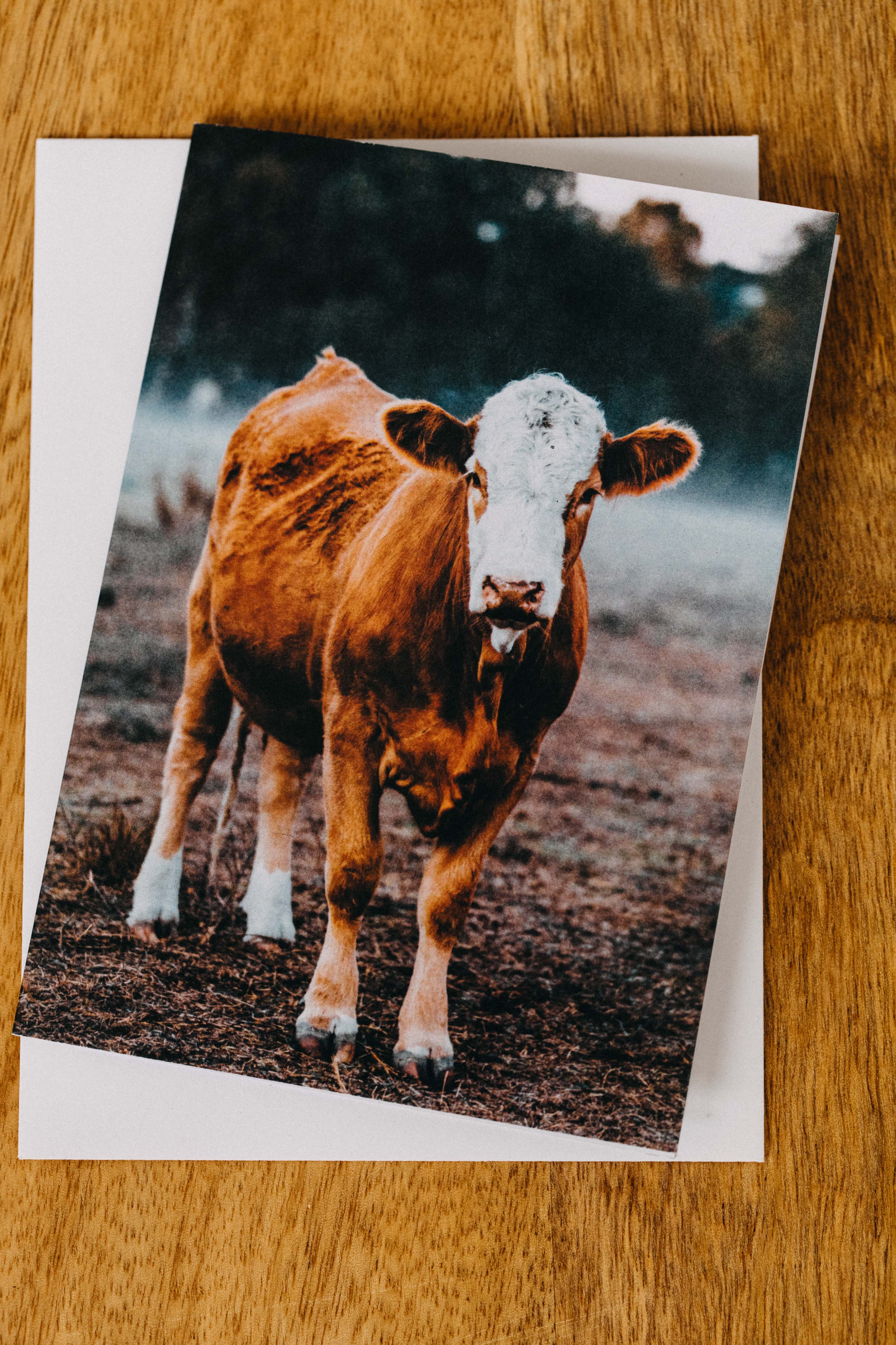 Gundagai Cattle Alfred Greeting Card