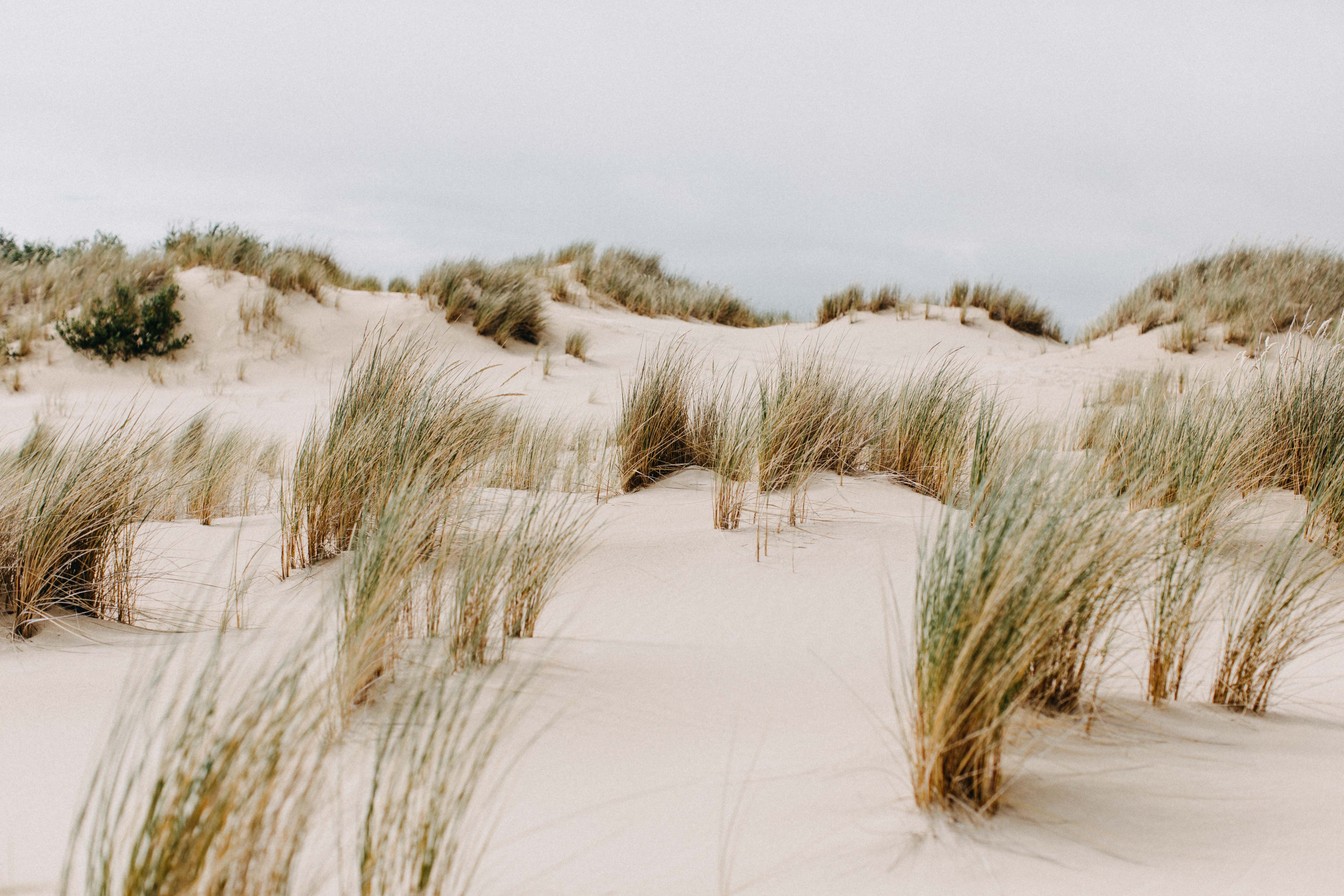 Henty Dunes I Greeting Card
