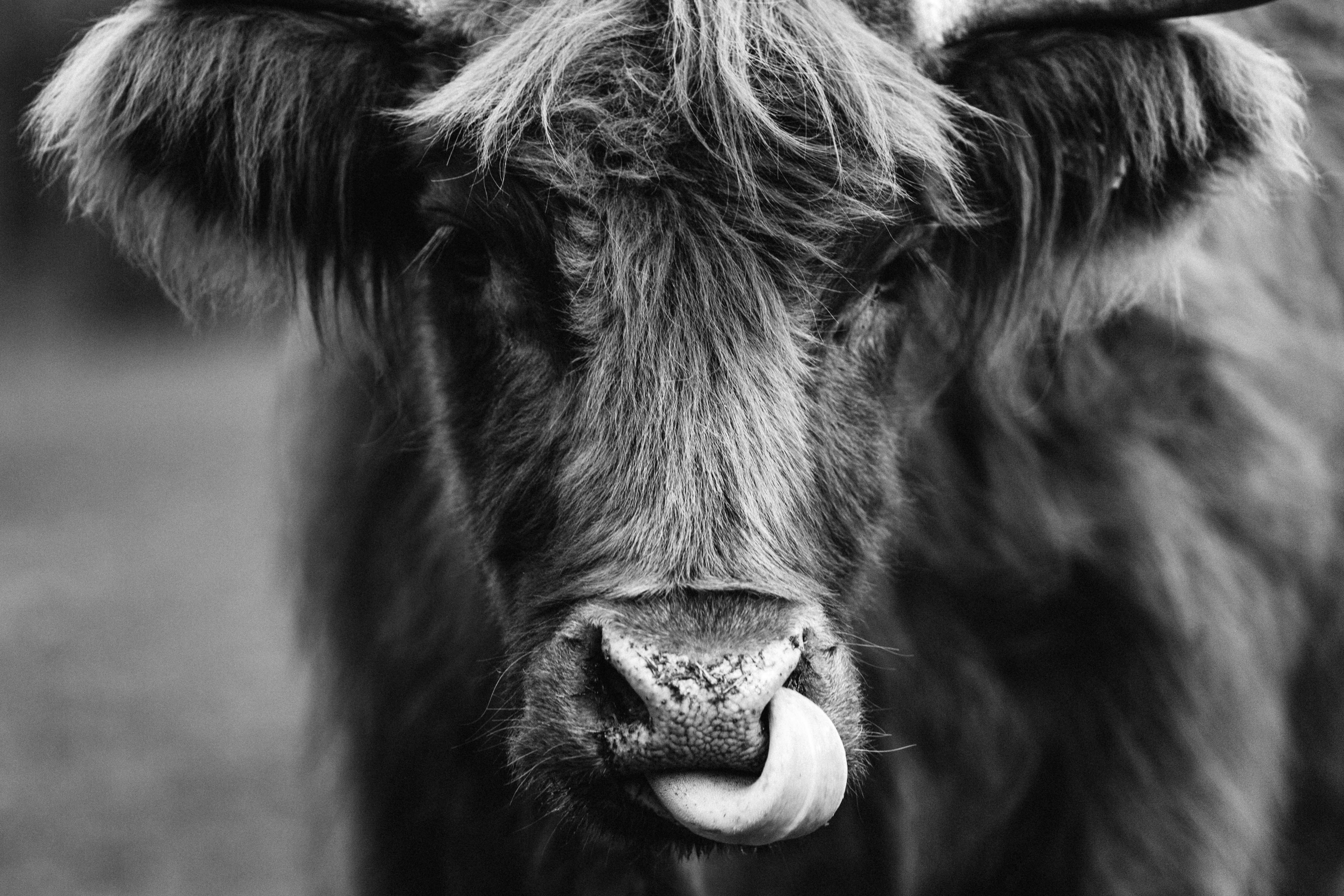 Hewie the Highland Cow Greeting Card