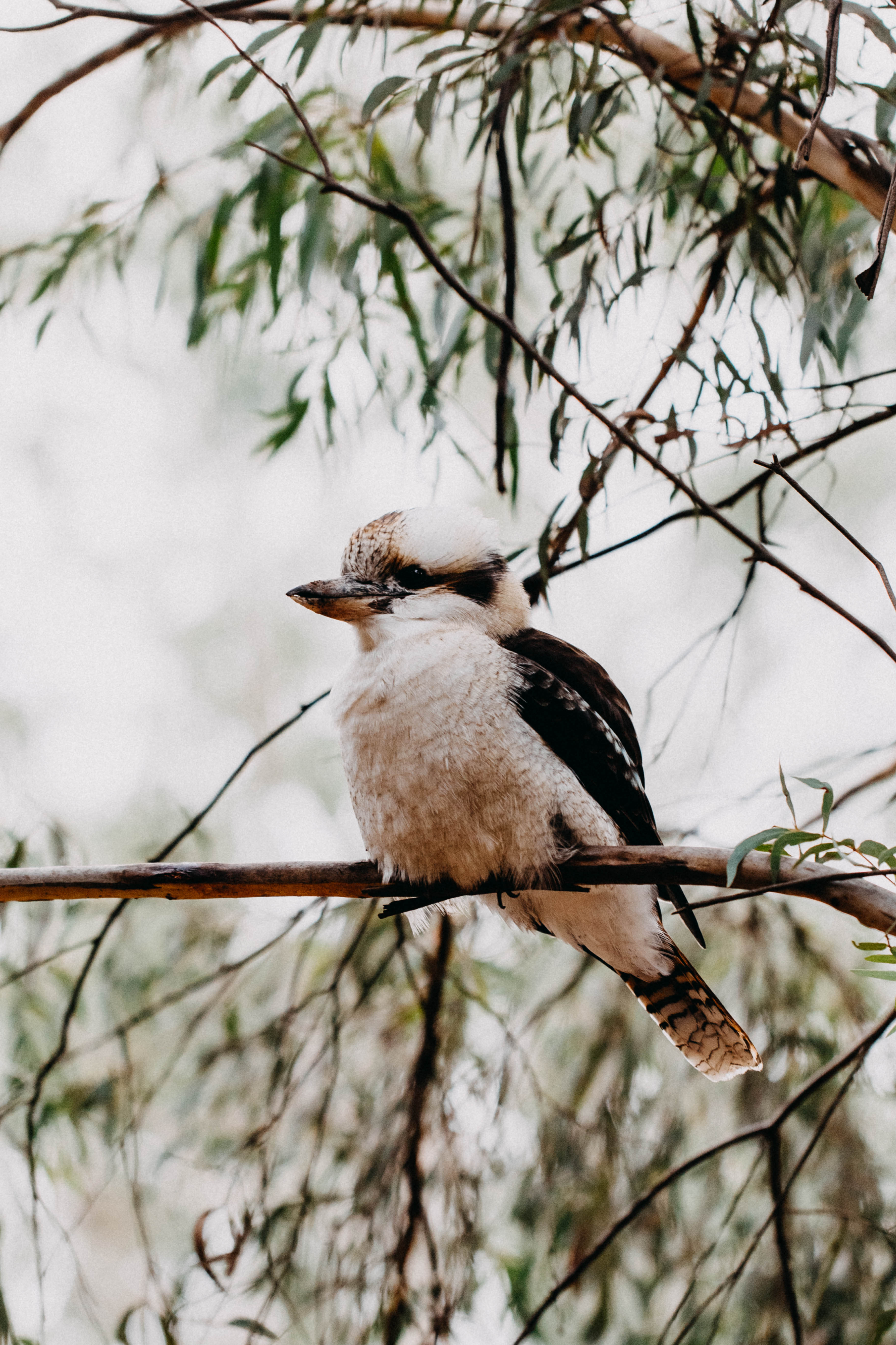 Kookaburra Sitting in the Old Gumtree I Greeting Card