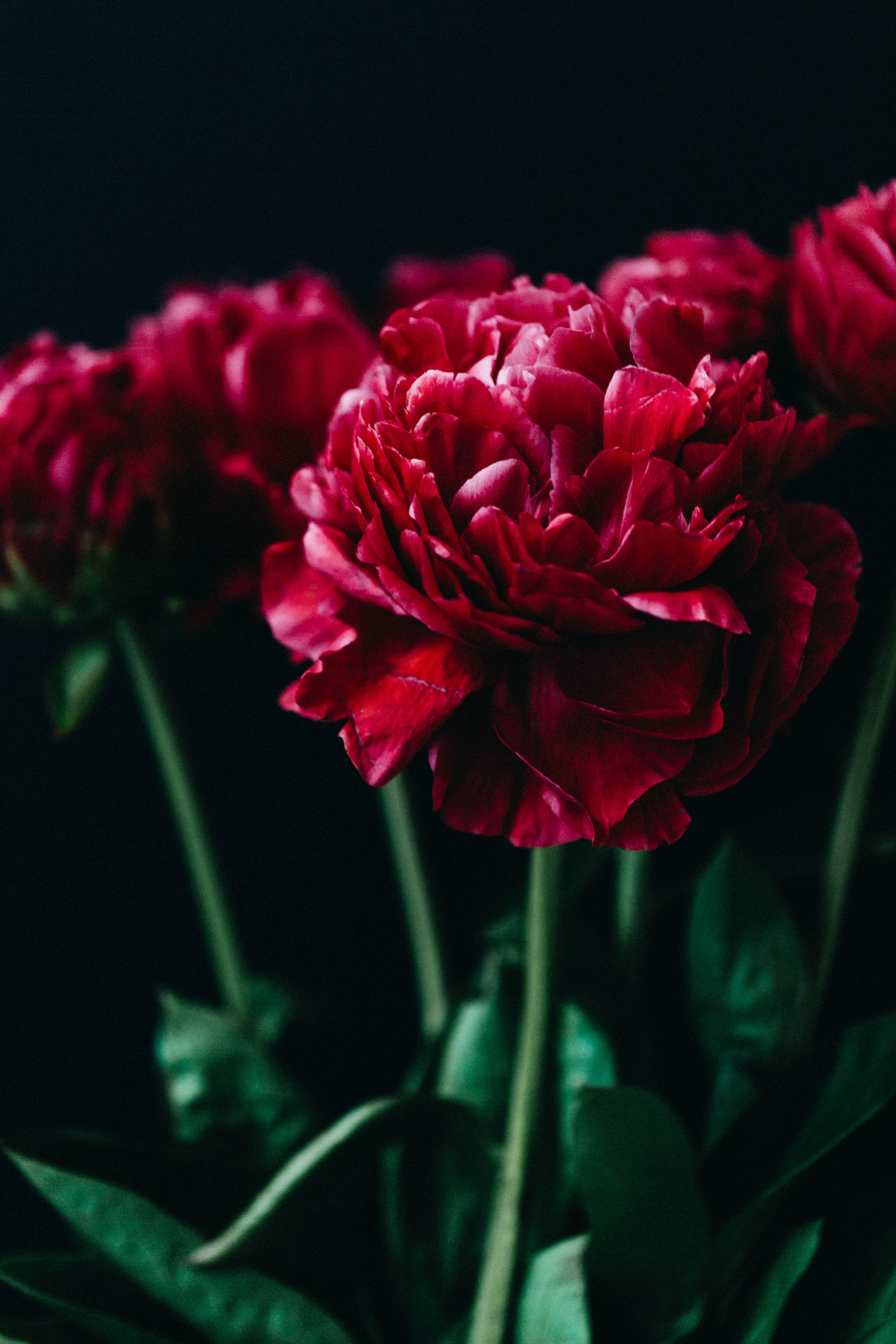 Peony Red Dark II Greeting Card