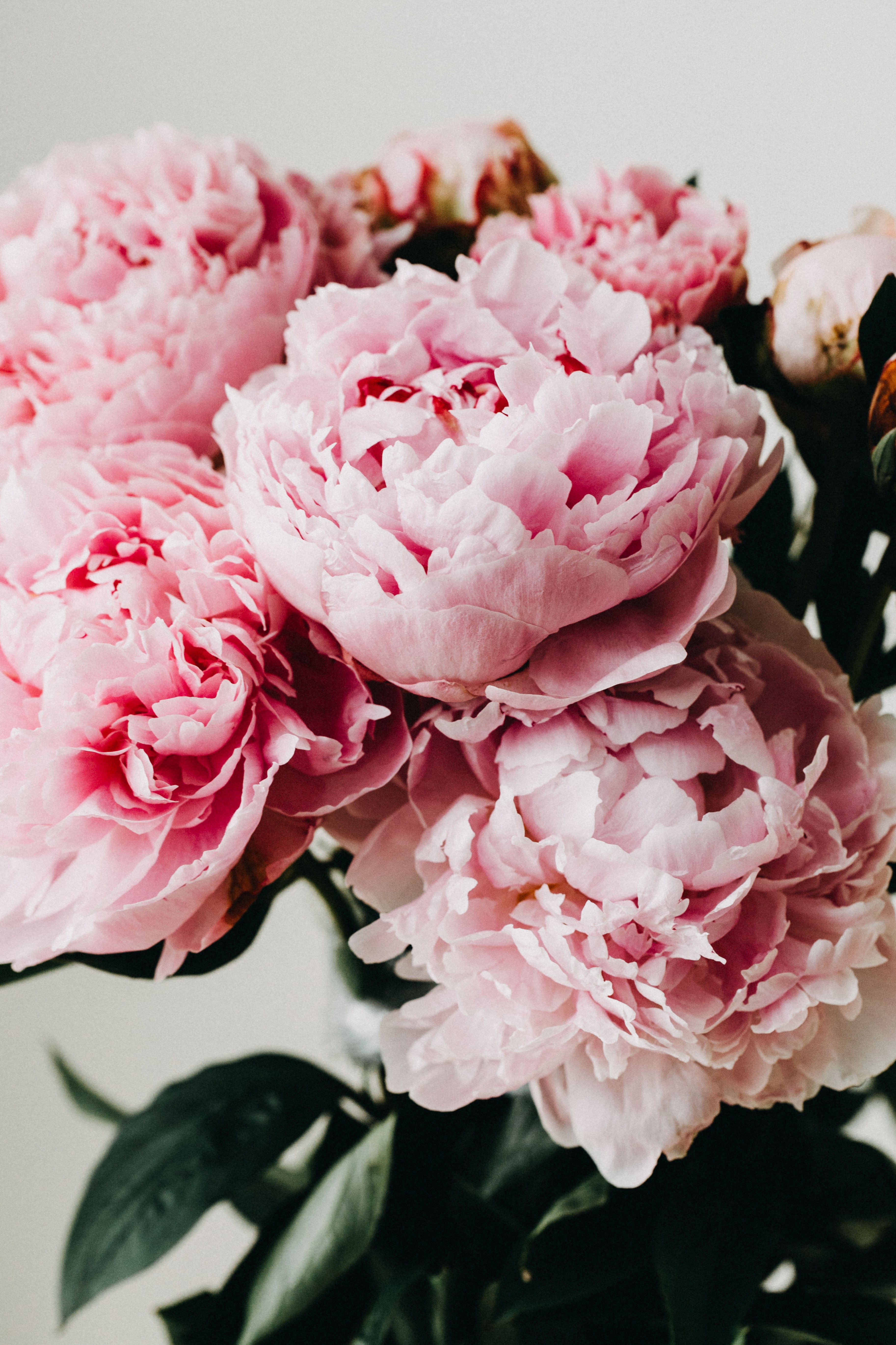 Peony Cluster III Photographic Print - Emily O'Brien