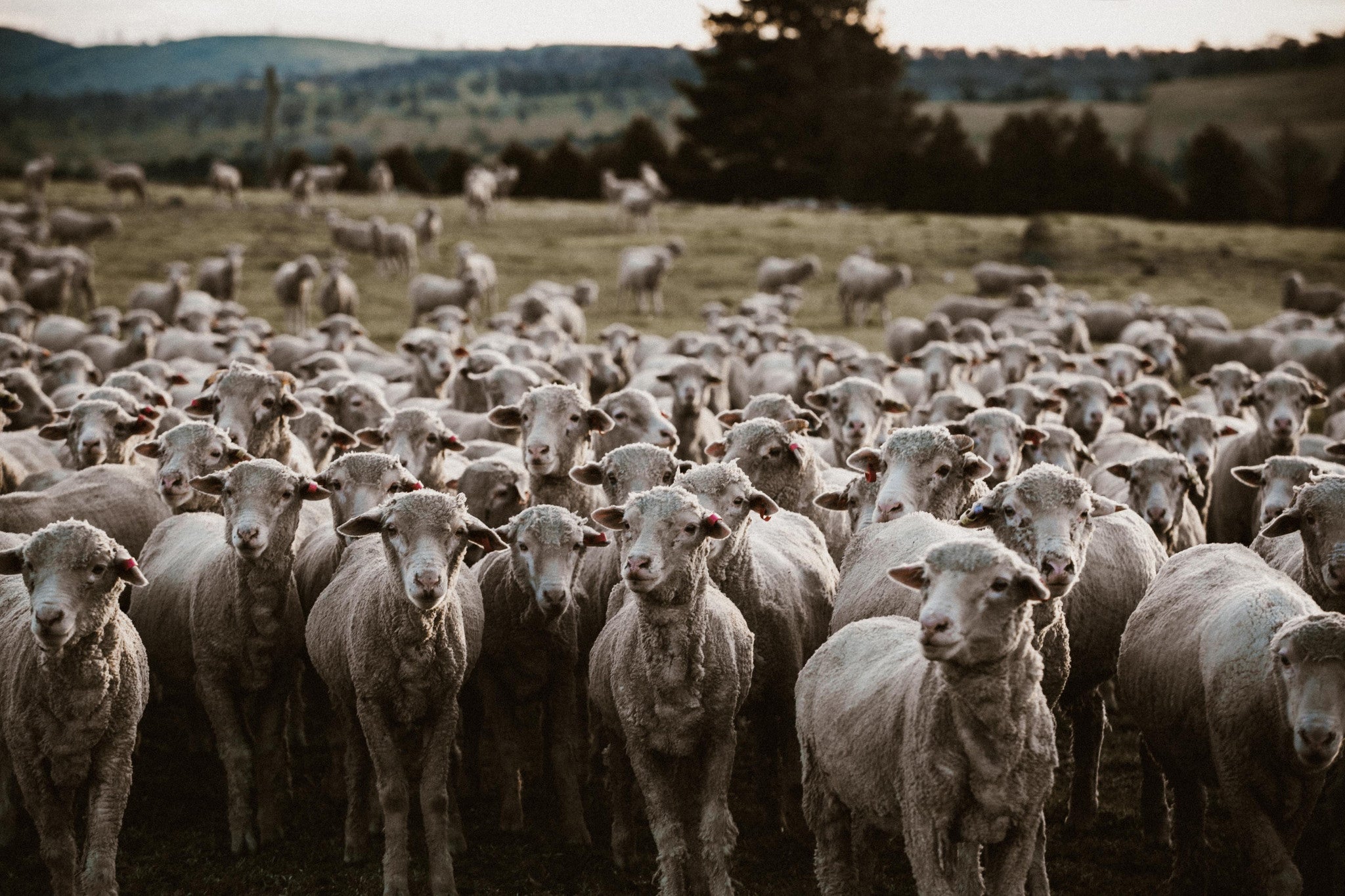 Herd of Sheep I Photographic Print - Emily O'Brien