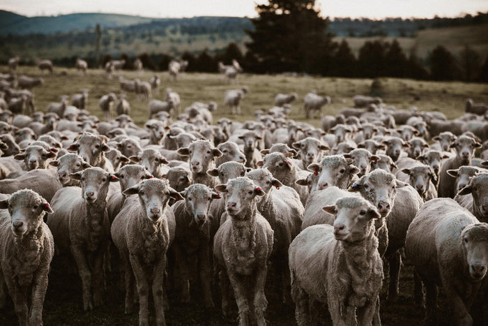 Herd of Sheep I Photographic Print - Emily O'Brien