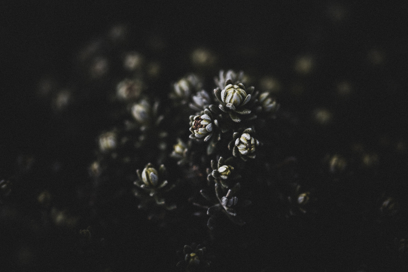 Botanical Mountain Succulent Photographic Print - Emily O'Brien