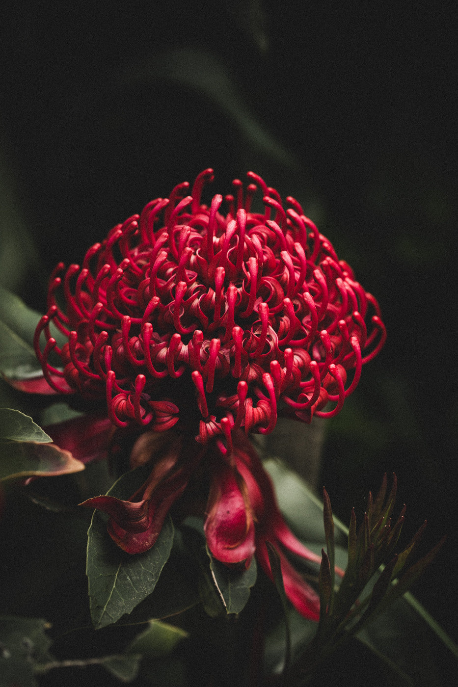 Australian Waratah Photographic Print - Emily O'Brien