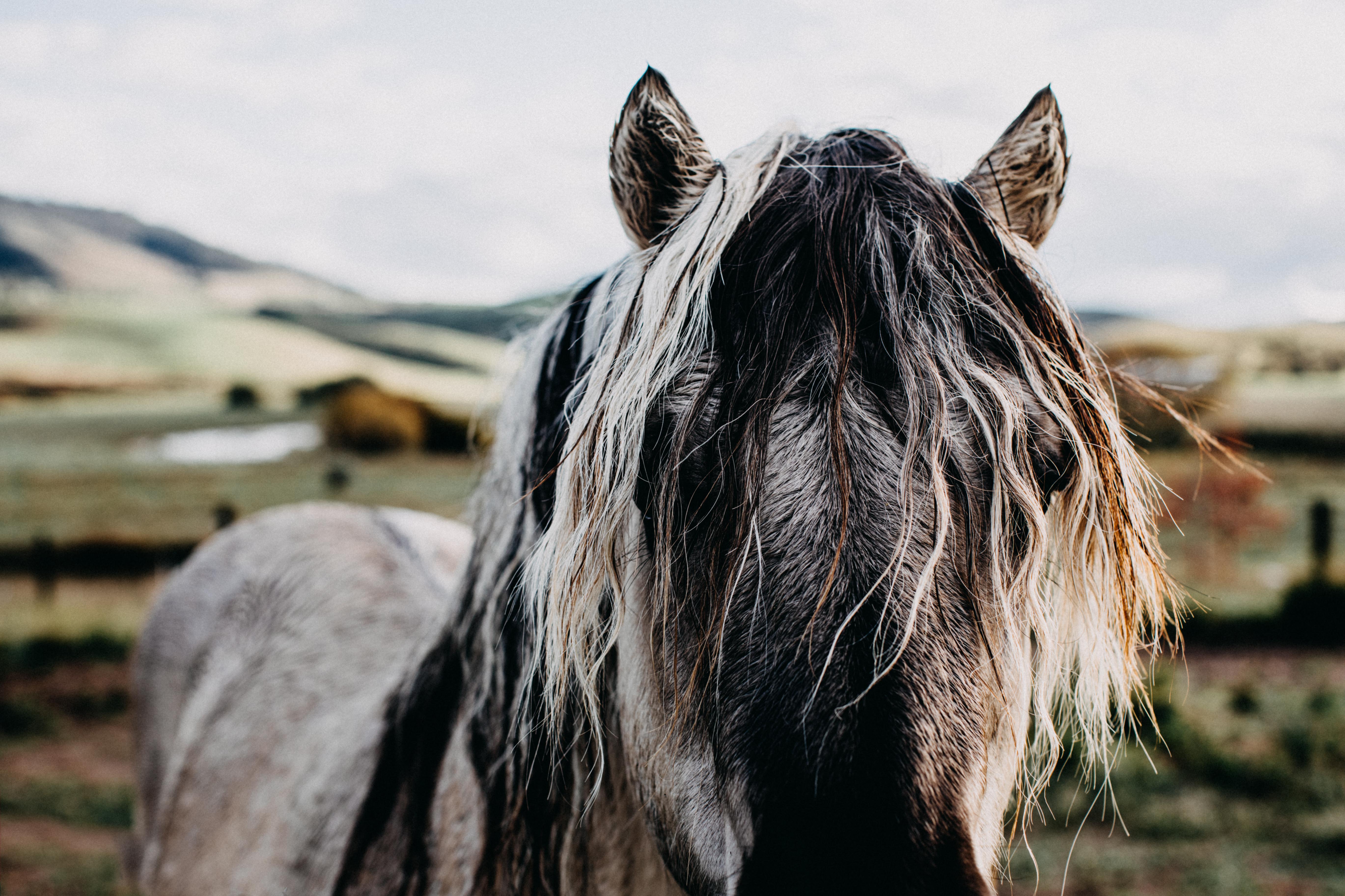 Walter the Horse I Greeting Card