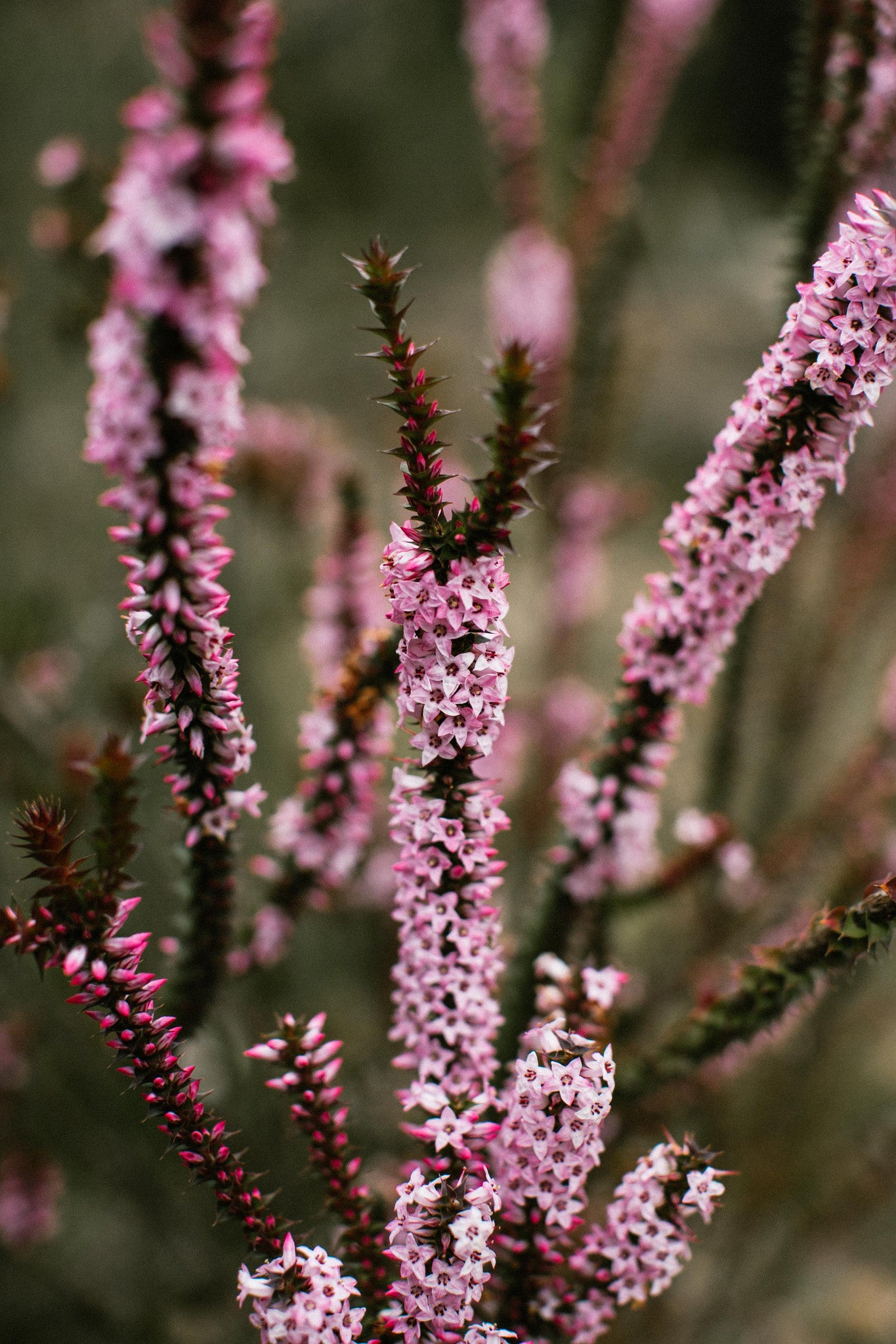 Purple Coral Heath Photographic Print - Emily O'Brien