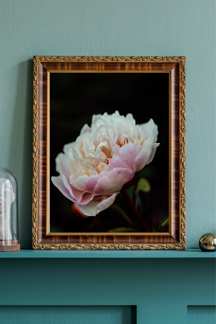 Peony First Light Photographic Print