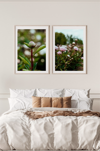Field of Peonies I Photographic Print