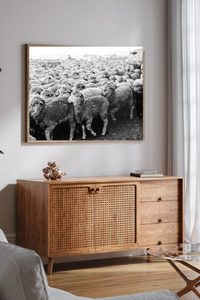 Wool on the Move II Photographic Print