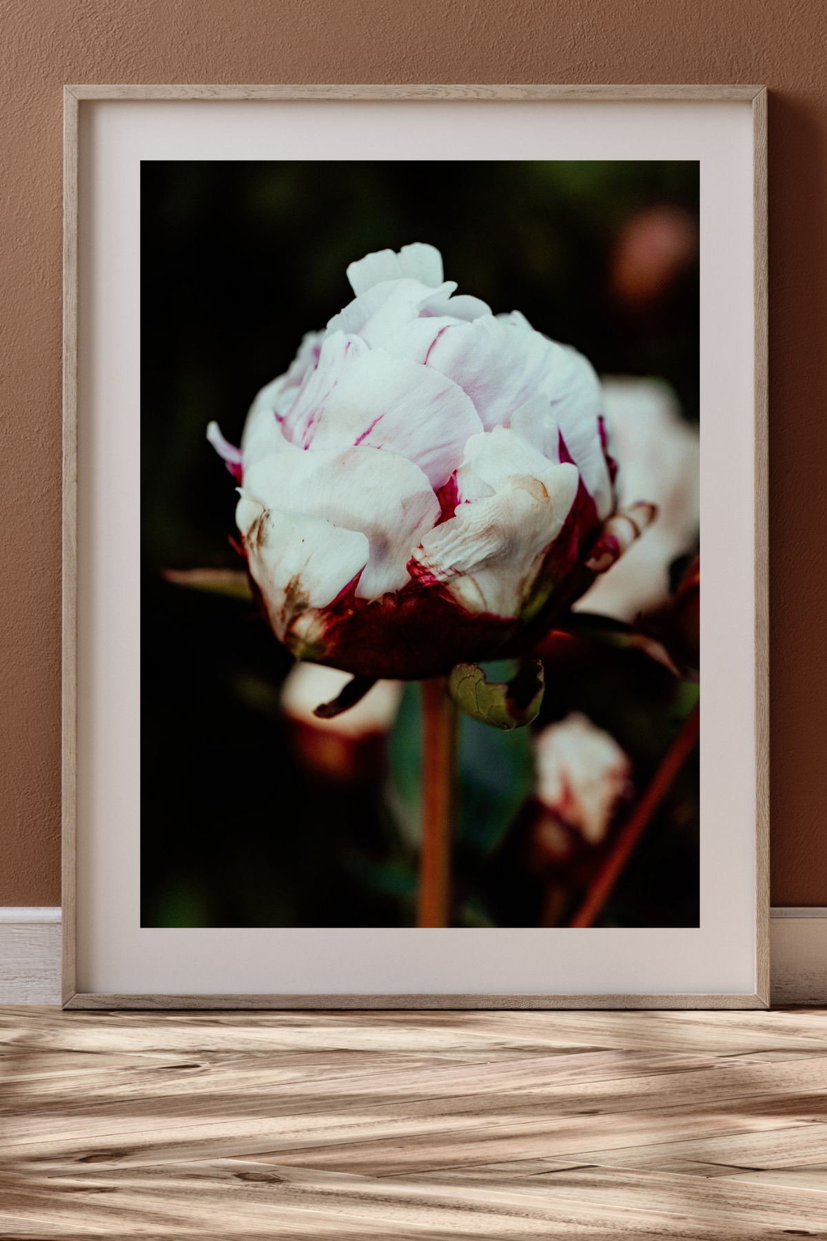 Peony Mid Bloom Photographic Print