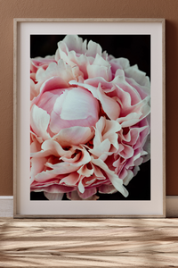Peony Petal Study Photographic Print