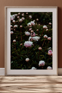 Field of Peonies II Photographic Print