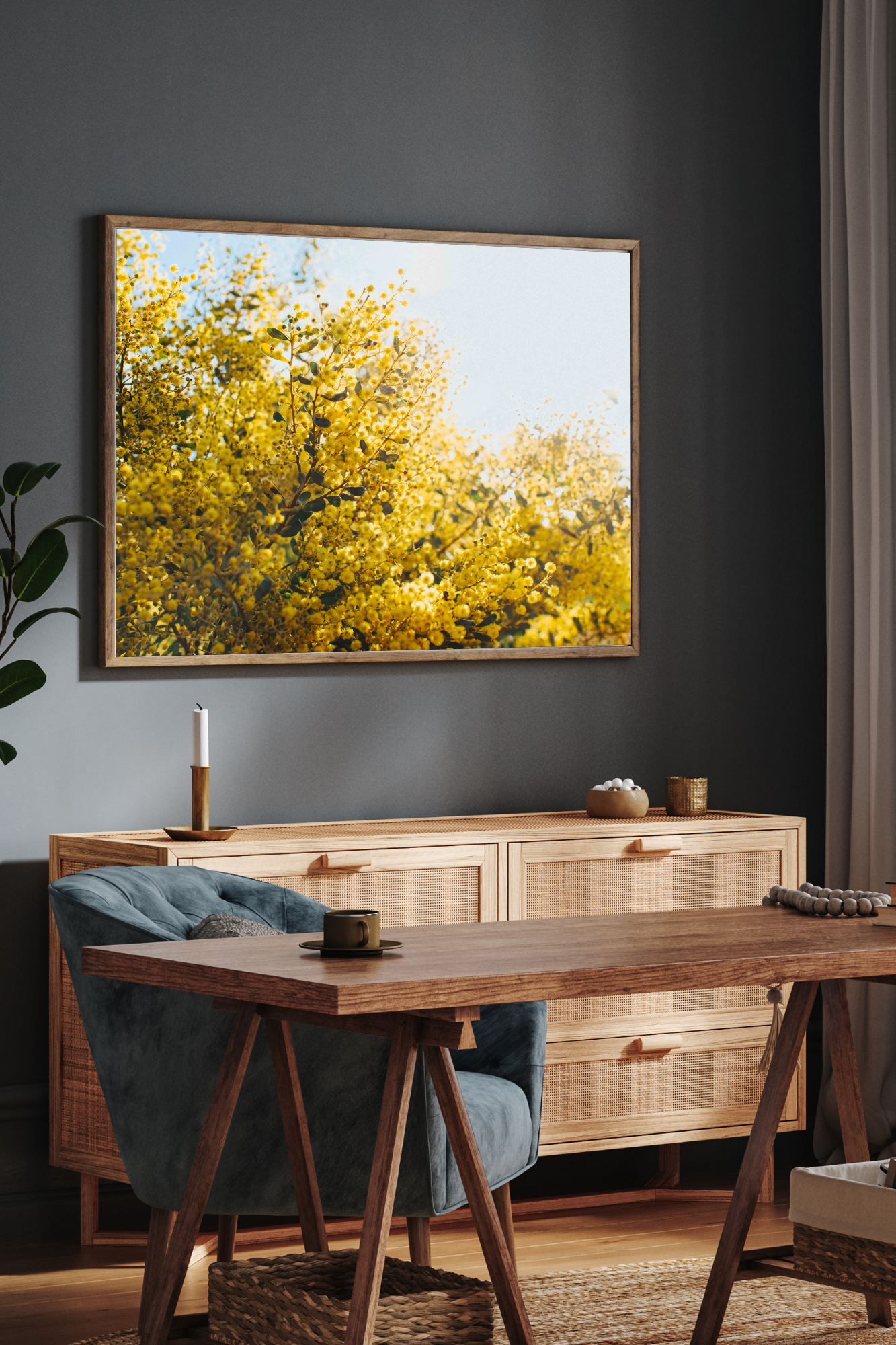 Australian Acacia Wattle Photographic Print