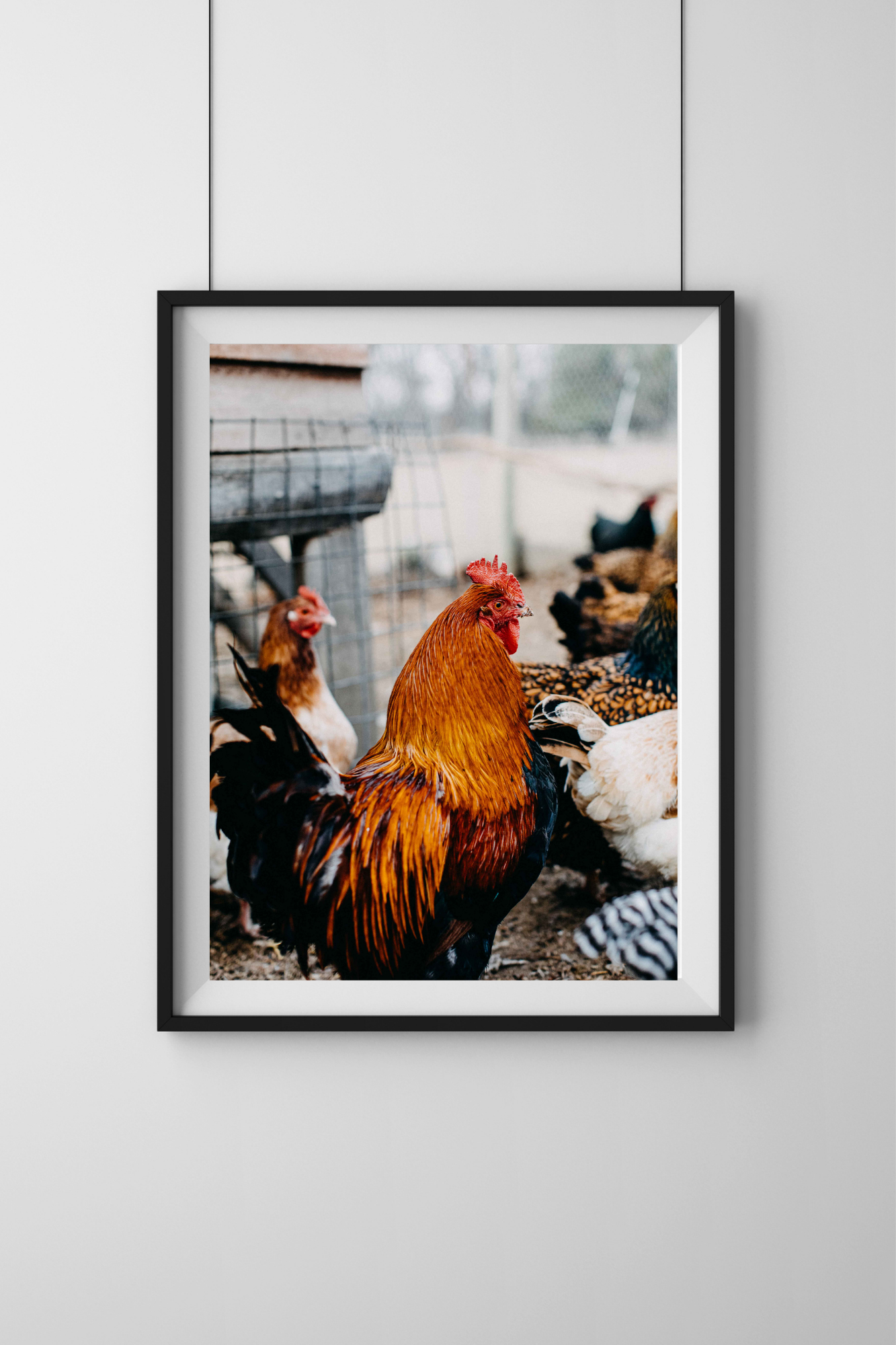 A Brood of Hens III Photographic Print