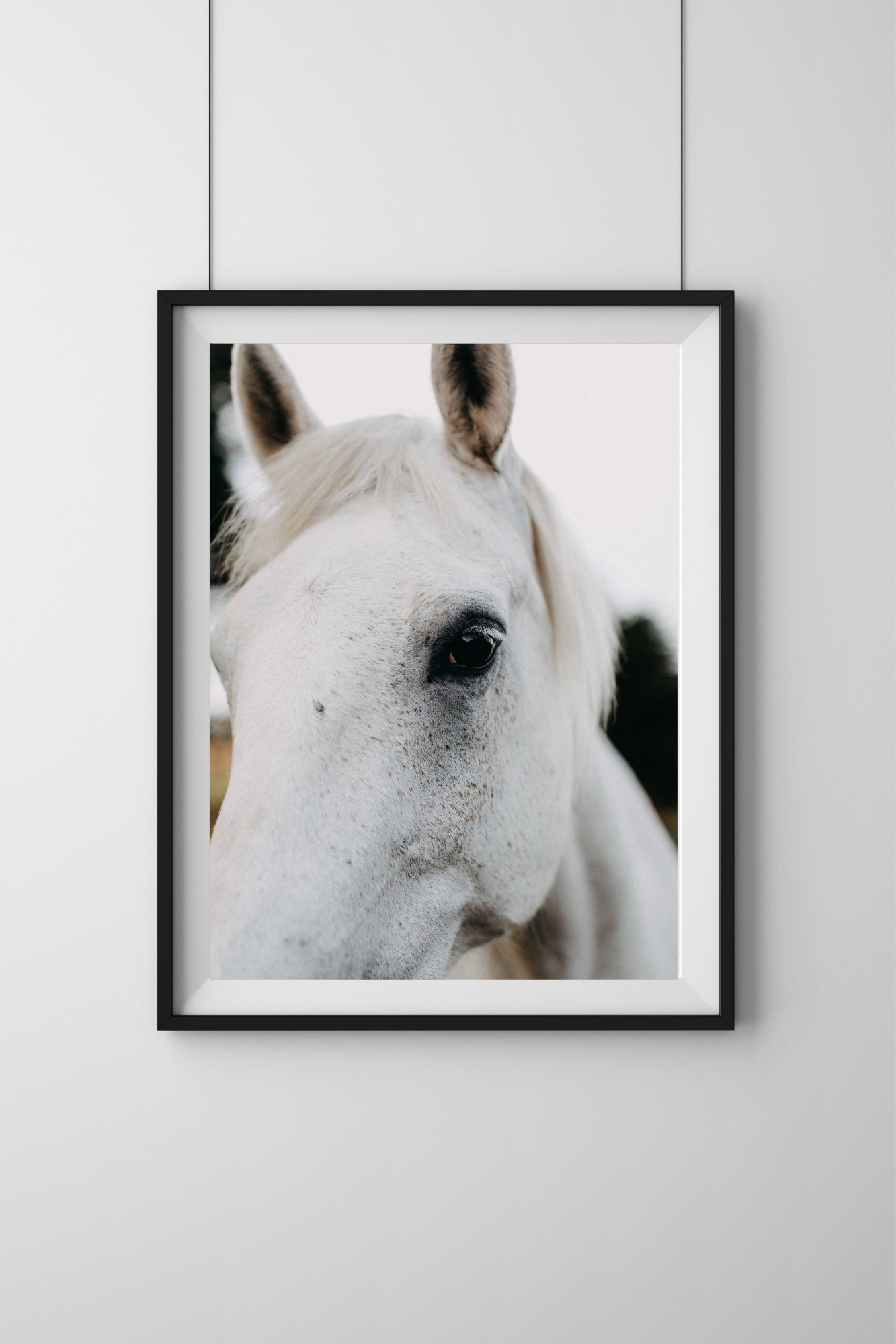 Arthur the White Horse Photographic Print