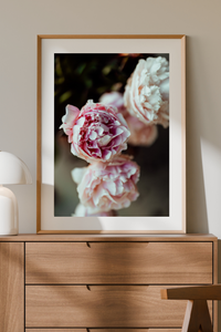Peony Together in the Weight Photographic Print