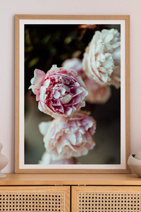 Peony Together in the Weight Photographic Print