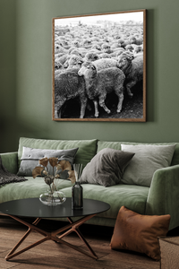 Wool on the Move II Photographic Print