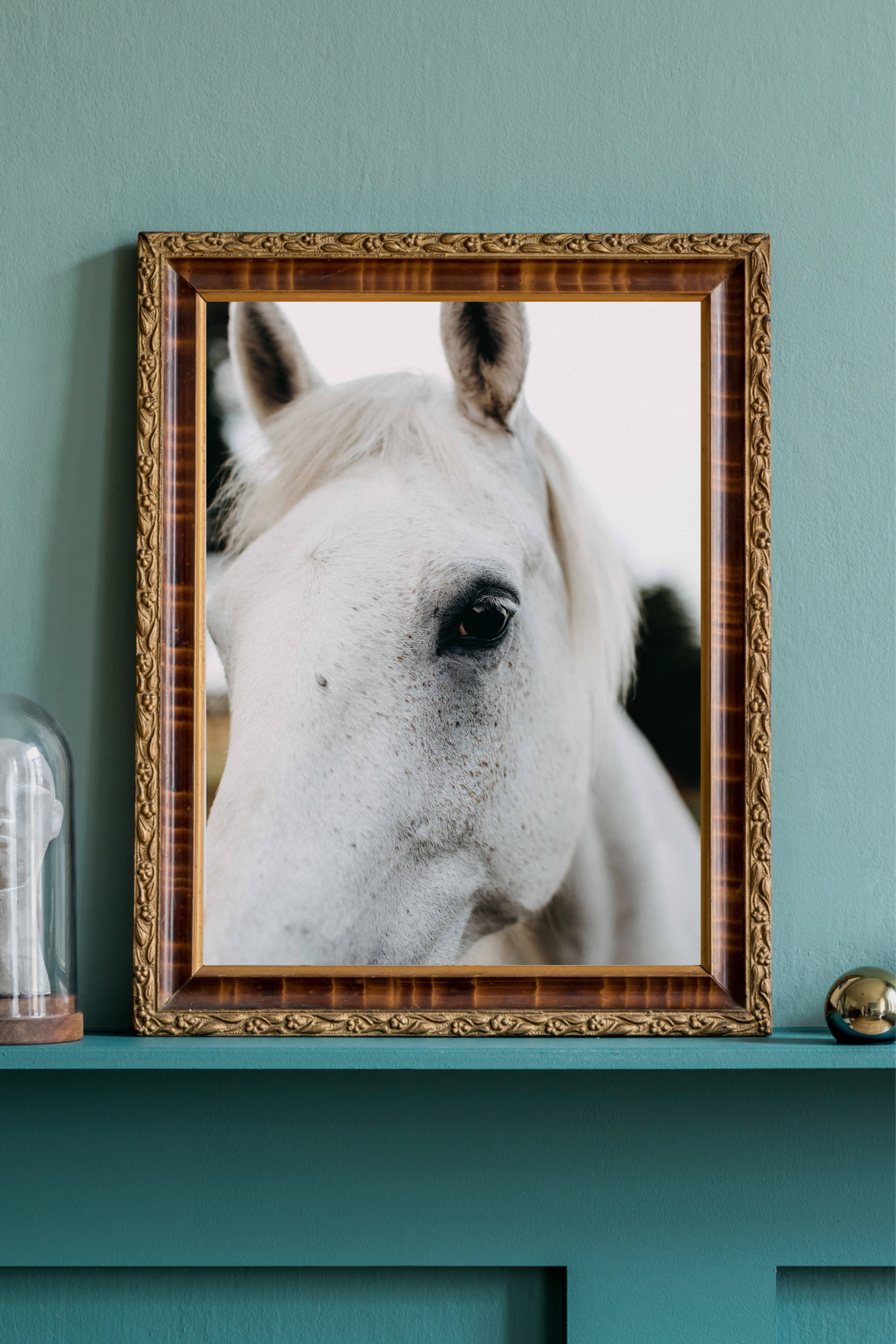 Arthur the White Horse Photographic Print