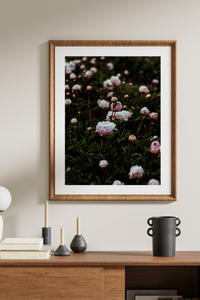 Field of Peonies II Photographic Print