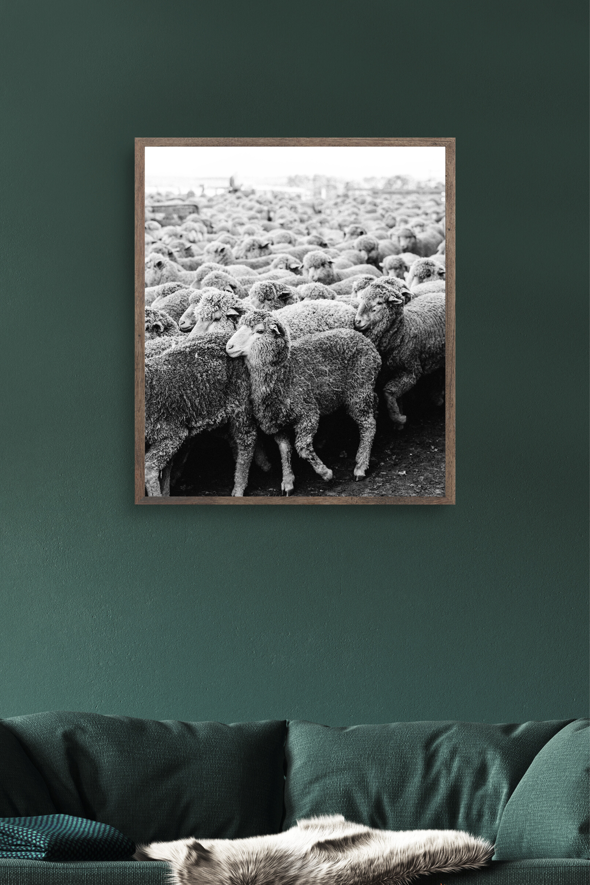Wool on the Move II Photographic Print