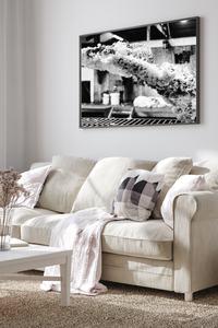 Throw of the Fleece Photographic Print