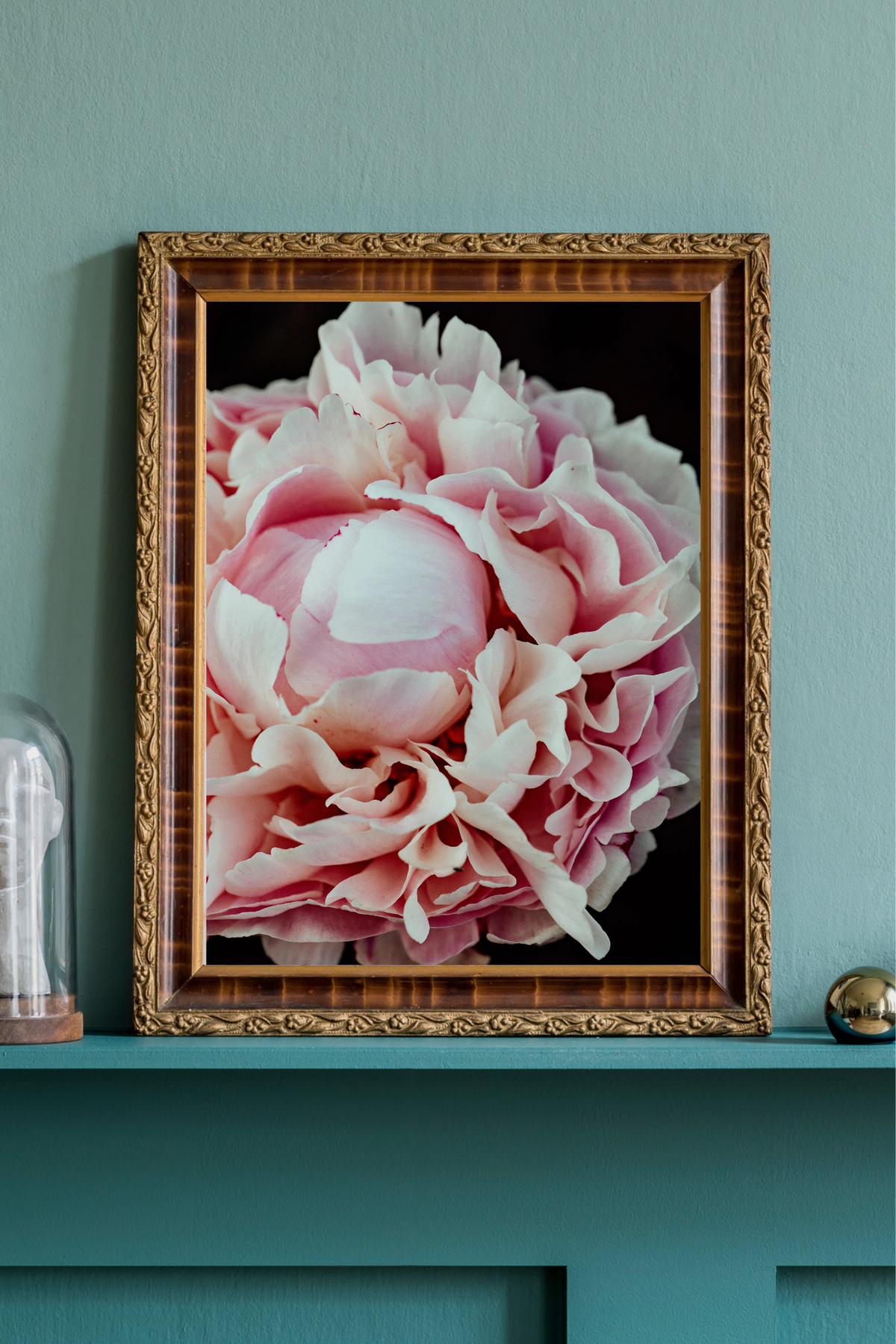 Peony Petal Study Photographic Print