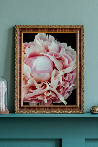 Peony Petal Study Photographic Print