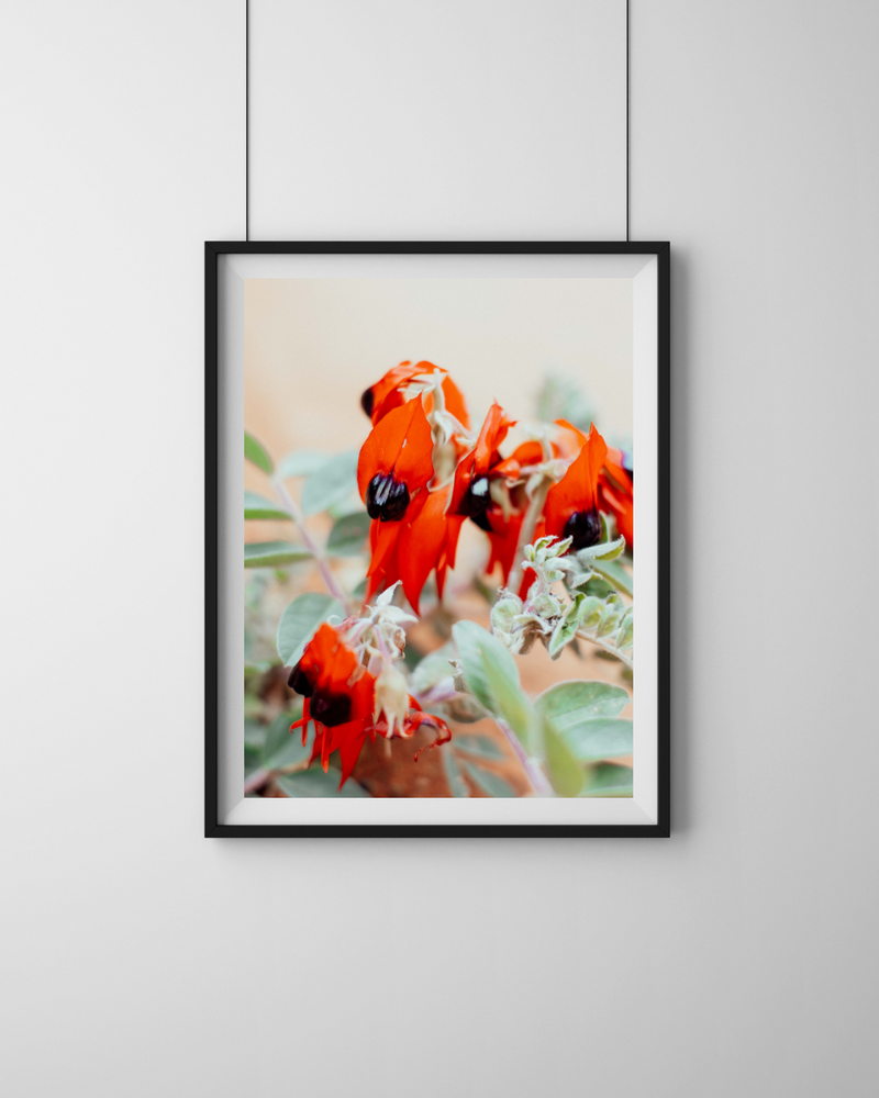 Australian Sturt Desert Pea Flower I Photographic Print