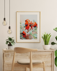 Australian Sturt Desert Pea Flower I Photographic Print